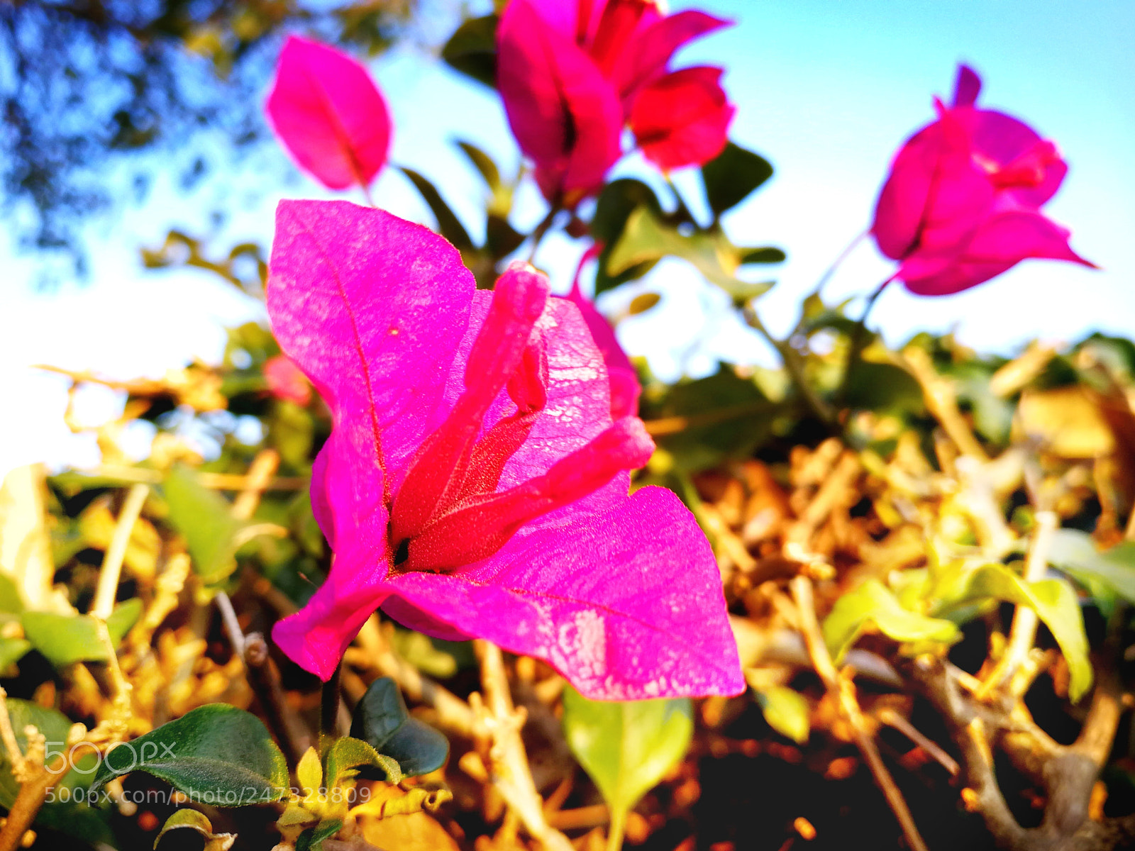 HUAWEI P10 sample photo. Flower in spring photography