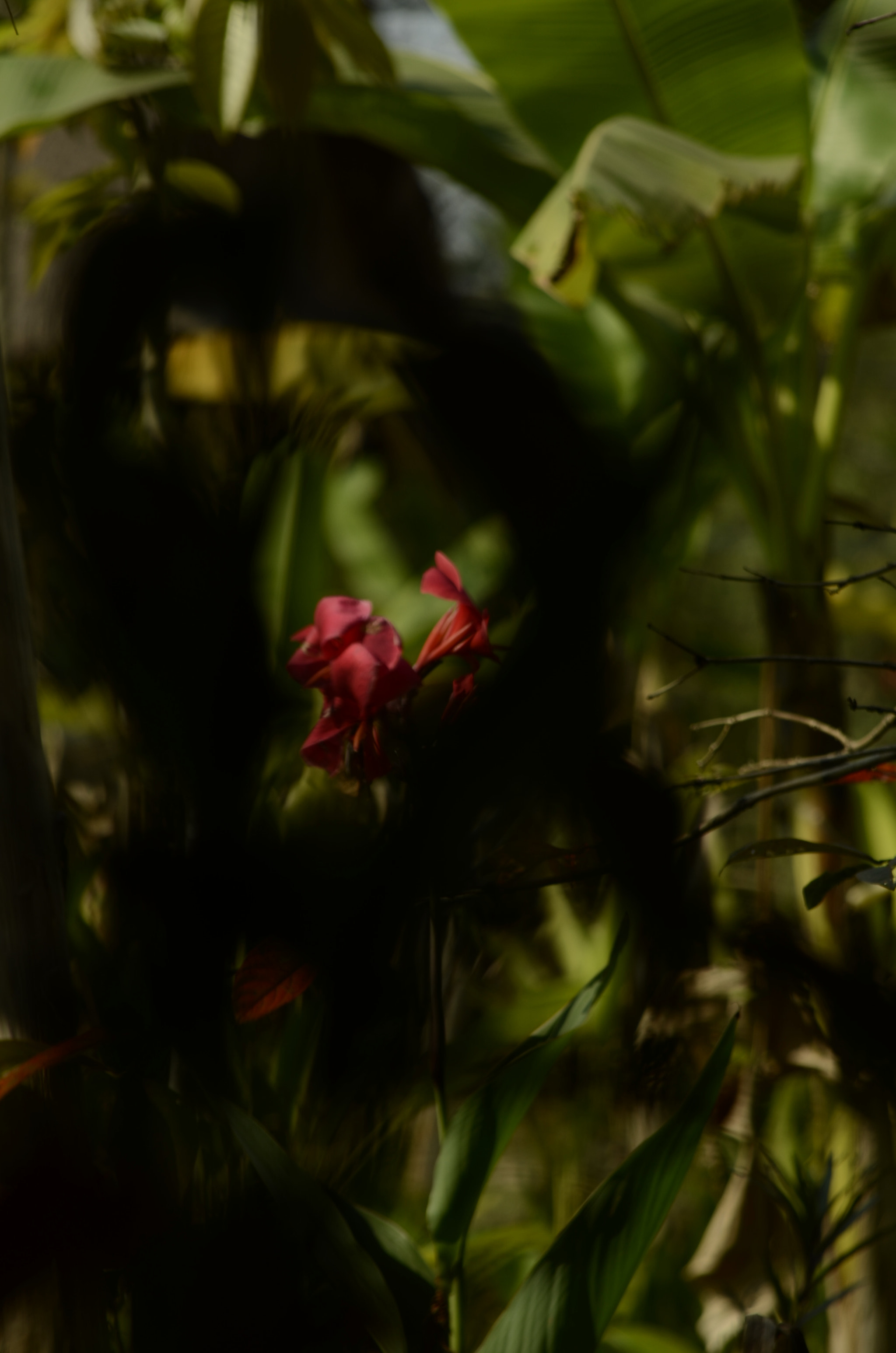 AF Zoom-Nikkor 24-120mm f/3.5-5.6D IF sample photo. Magenta photography