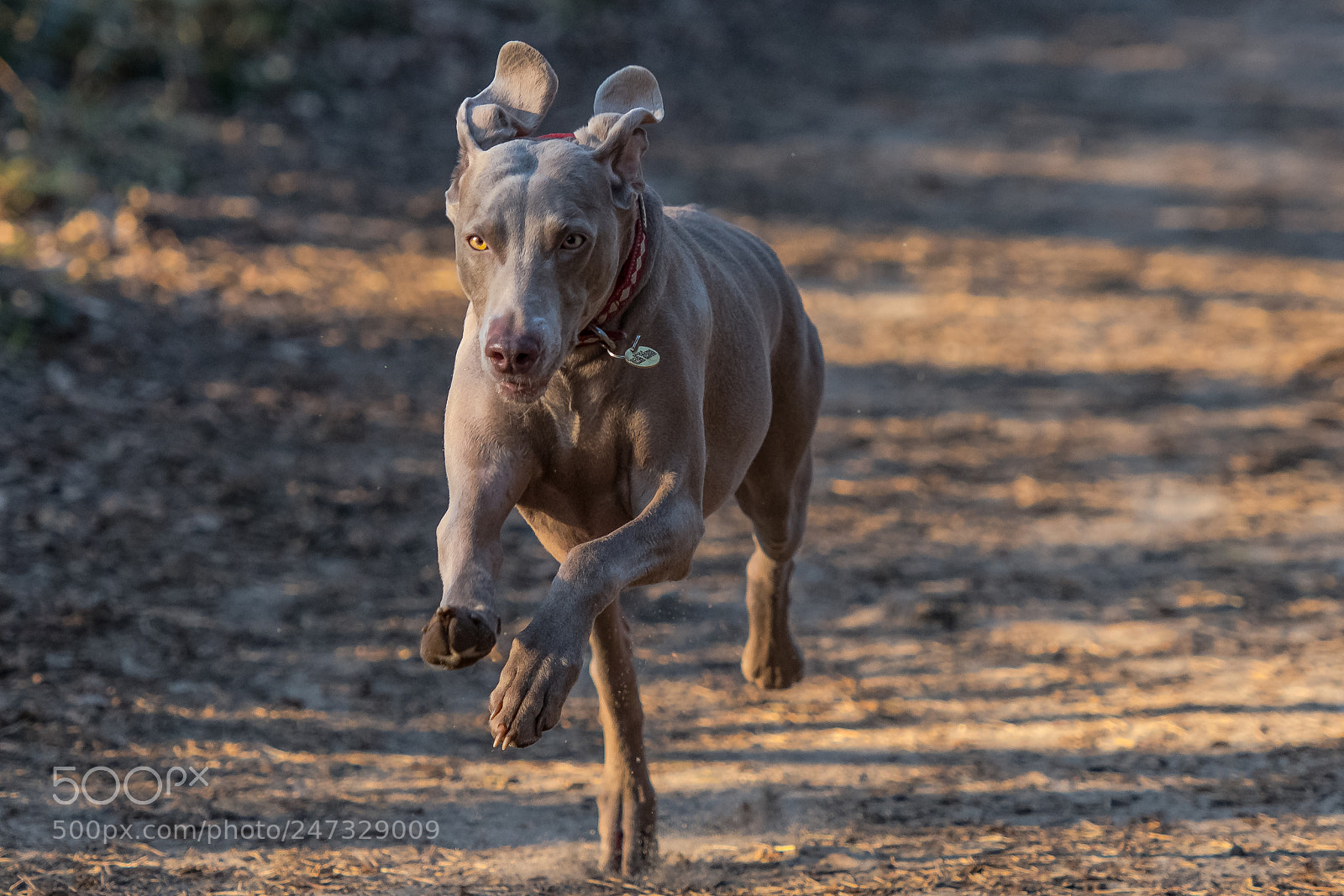 Nikon D850 sample photo. Willow on the run photography