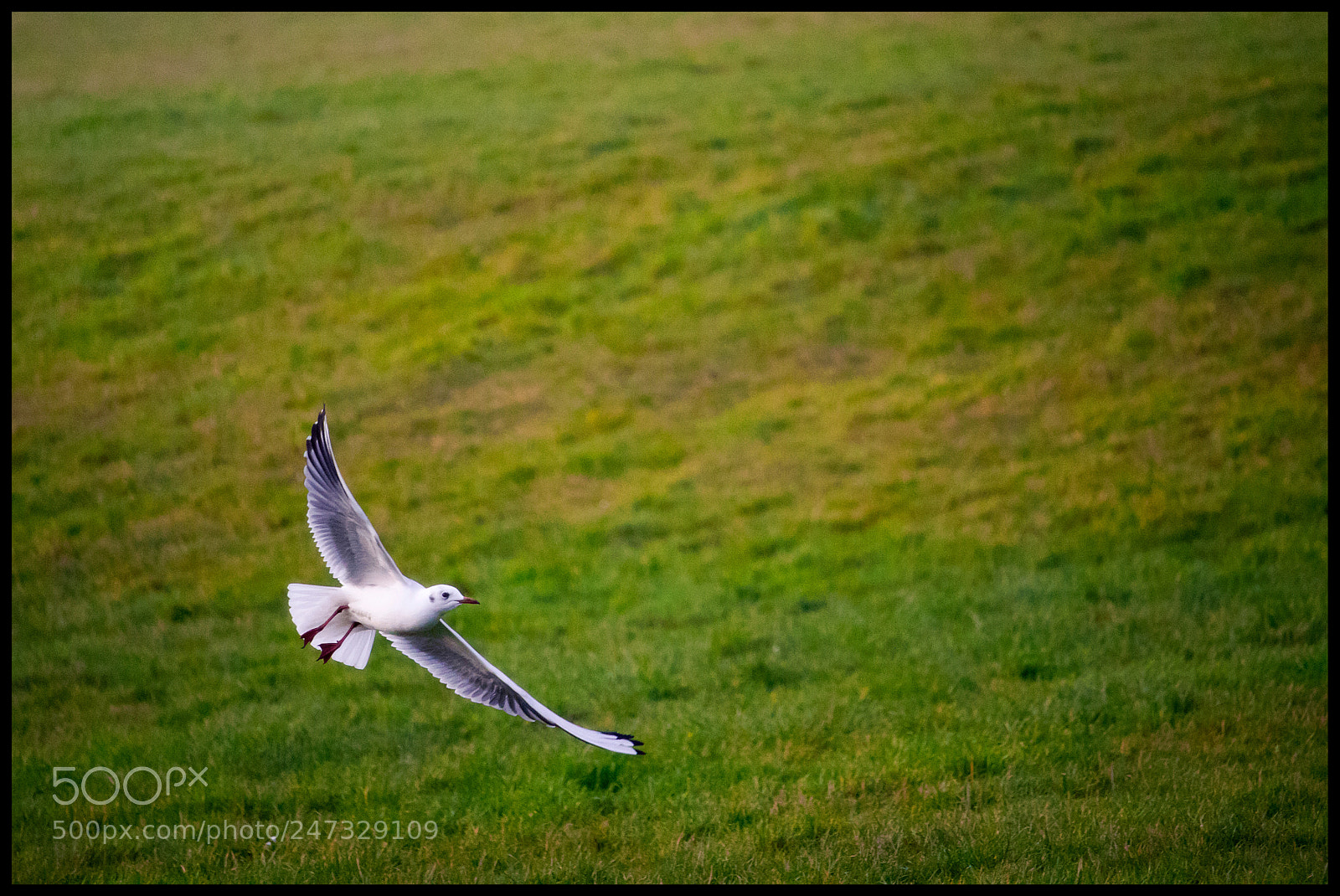 Canon EOS 1300D (EOS Rebel T6 / EOS Kiss X80) sample photo. Steven seagull photography
