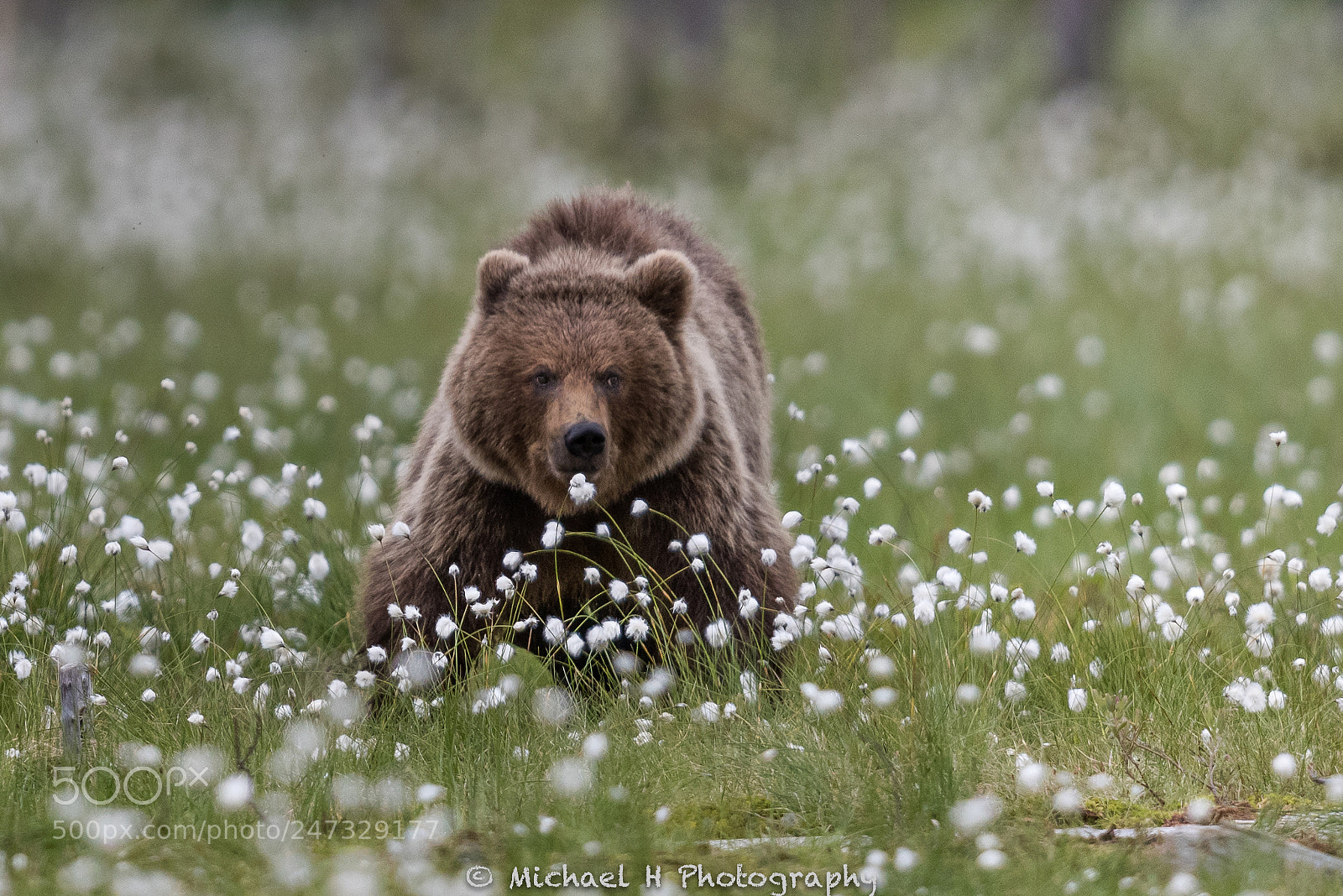 Nikon D810 sample photo. Bear photography