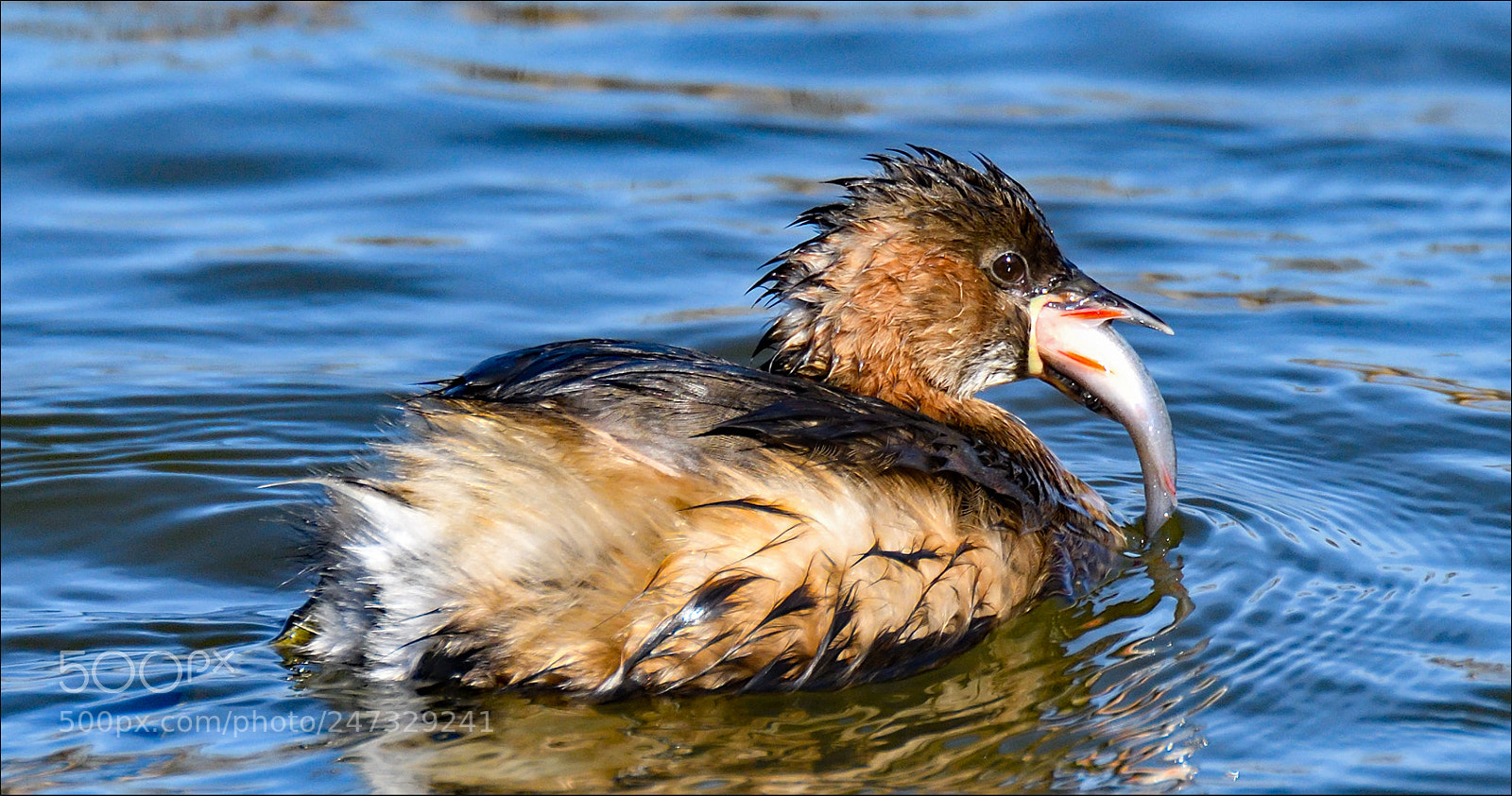 Nikon D500 sample photo. I think the fish photography