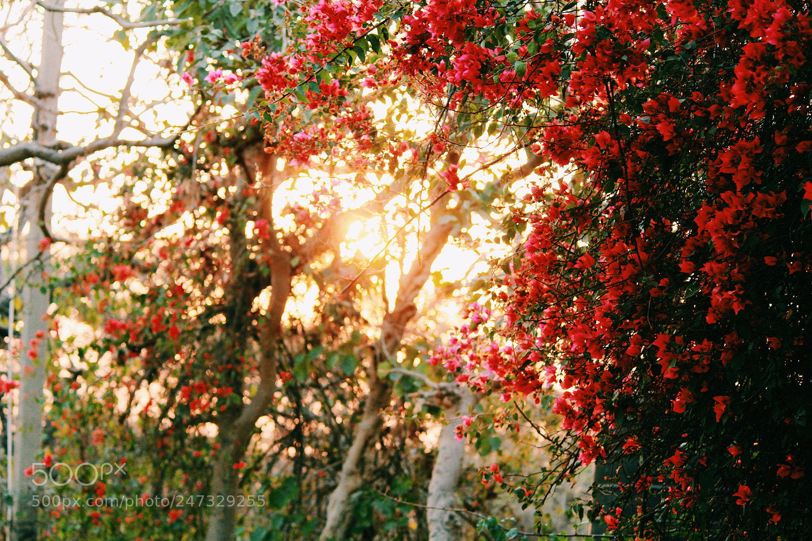 Canon EOS 1300D (EOS Rebel T6 / EOS Kiss X80) sample photo. Red flowers in blurry photography