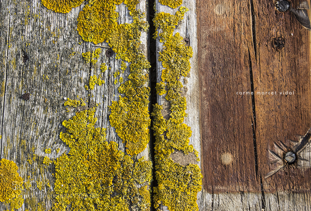 Canon EOS 600D (Rebel EOS T3i / EOS Kiss X5) sample photo. Natural textures photography