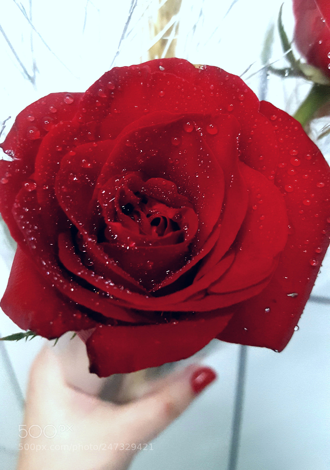 Samsung GALAXY S6 edge sample photo. Rose photography