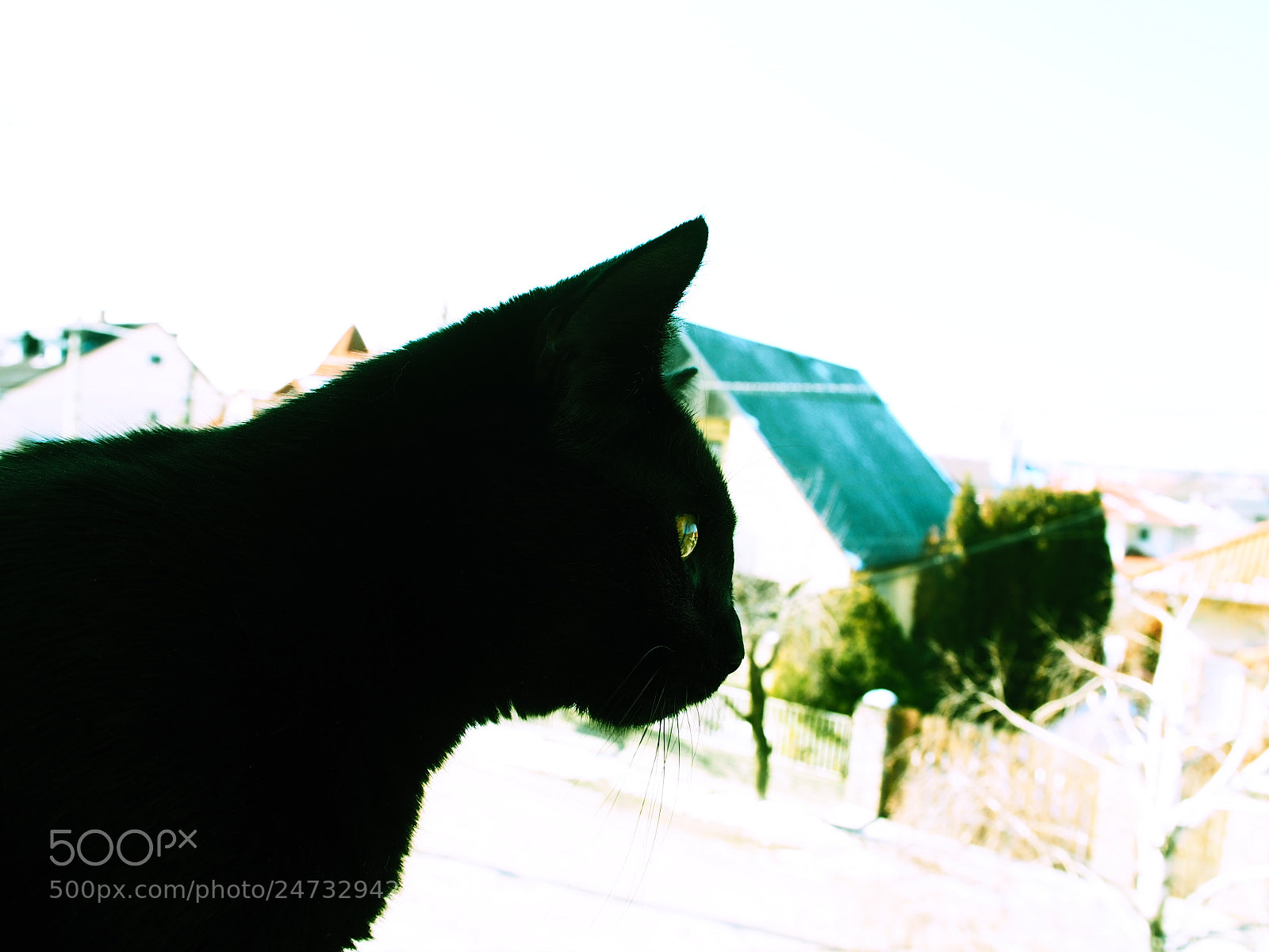 Olympus PEN E-PL7 sample photo. Cat photography