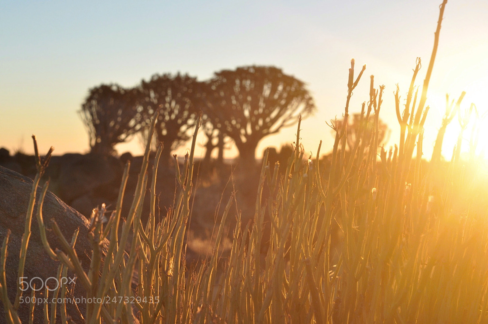 Nikon D90 sample photo. Quiver trees in keetmanshoop photography