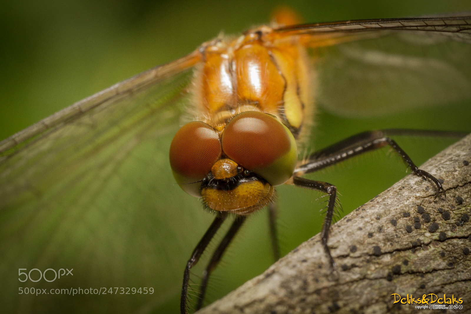 Canon EOS 7D sample photo. Dragonfly photography