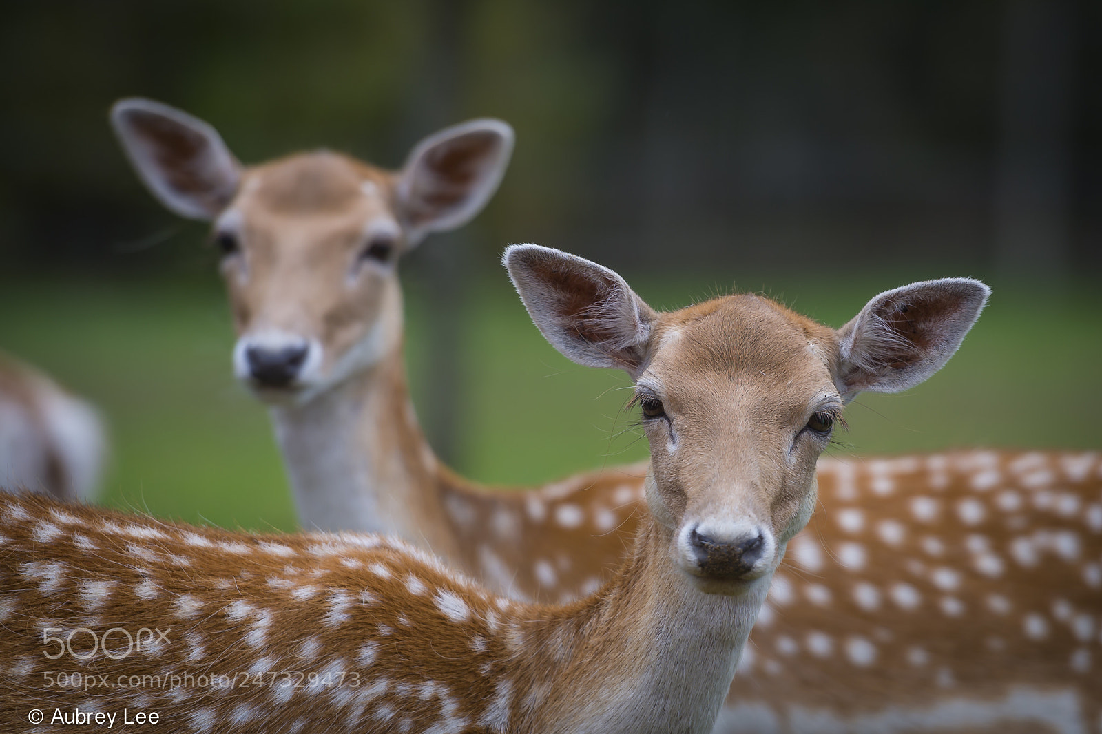 Nikon D610 sample photo. Oh deer! photography