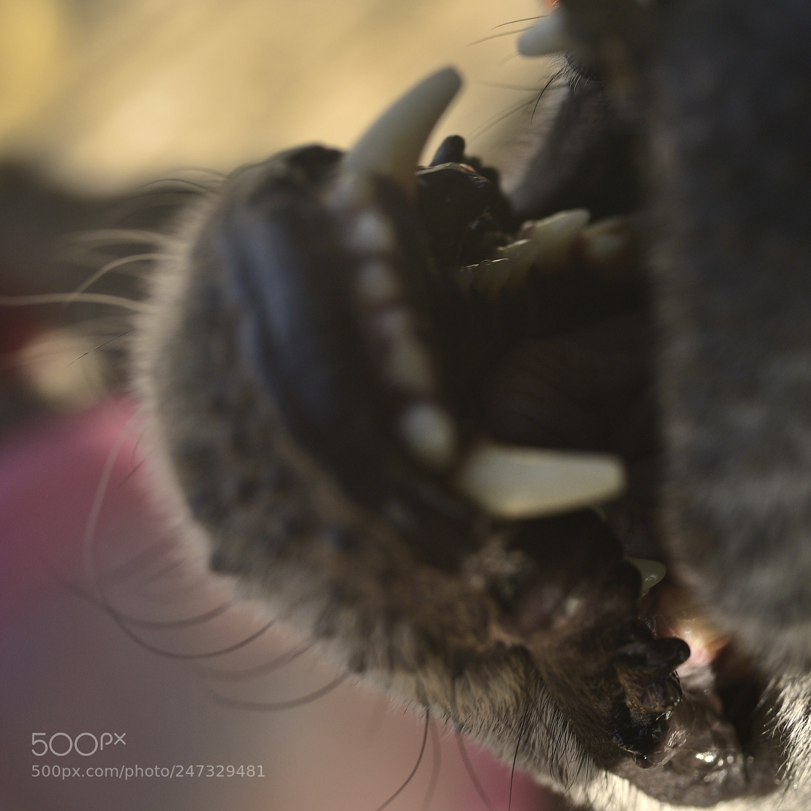 Nikon D750 + Sigma 35mm F1.4 DG HSM Art sample photo. Dsc photography