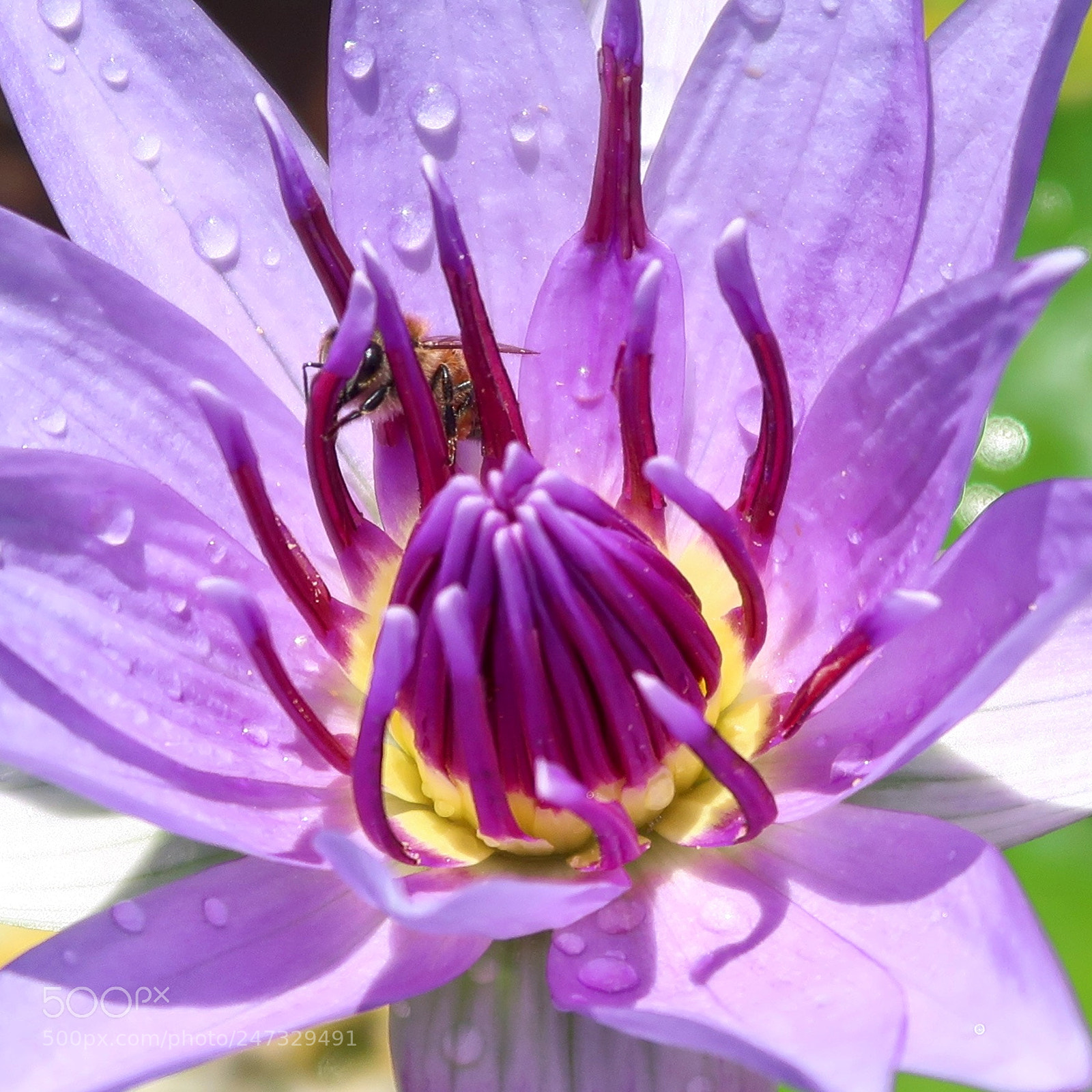 Canon PowerShot G7 X Mark II sample photo. Ça butine photography