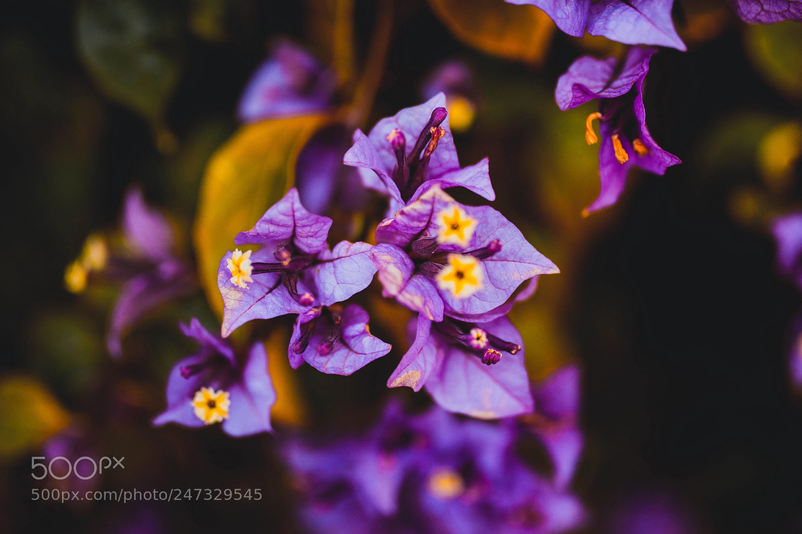 Nikon D7200 sample photo. Flower photography