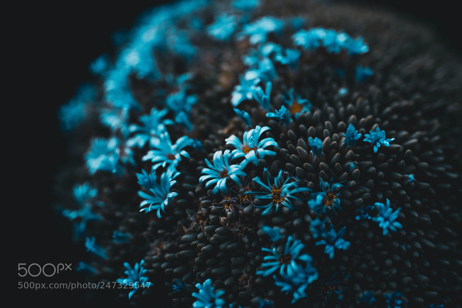 Nikon D7200 sample photo. Flower photography