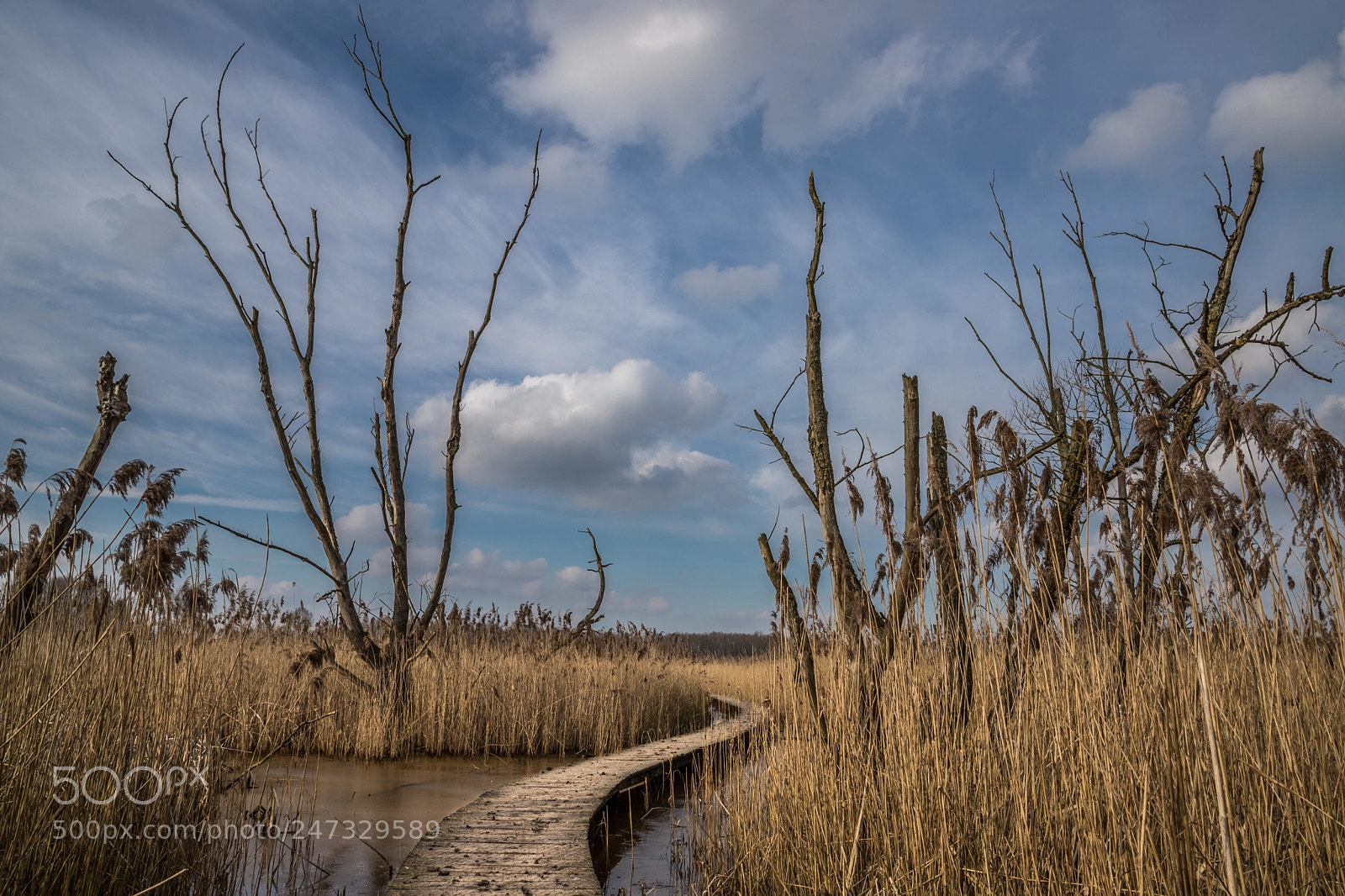 Canon EOS 6D Mark II sample photo. The path through the photography