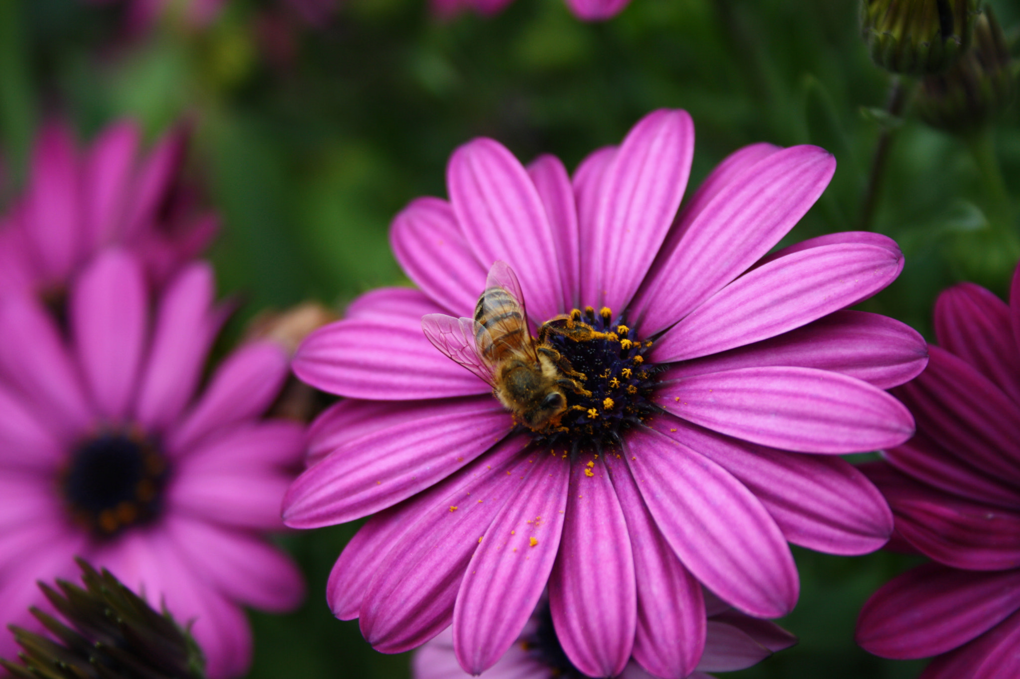 Canon EOS 1000D (EOS Digital Rebel XS / EOS Kiss F) sample photo. Bee on flower 2 photography