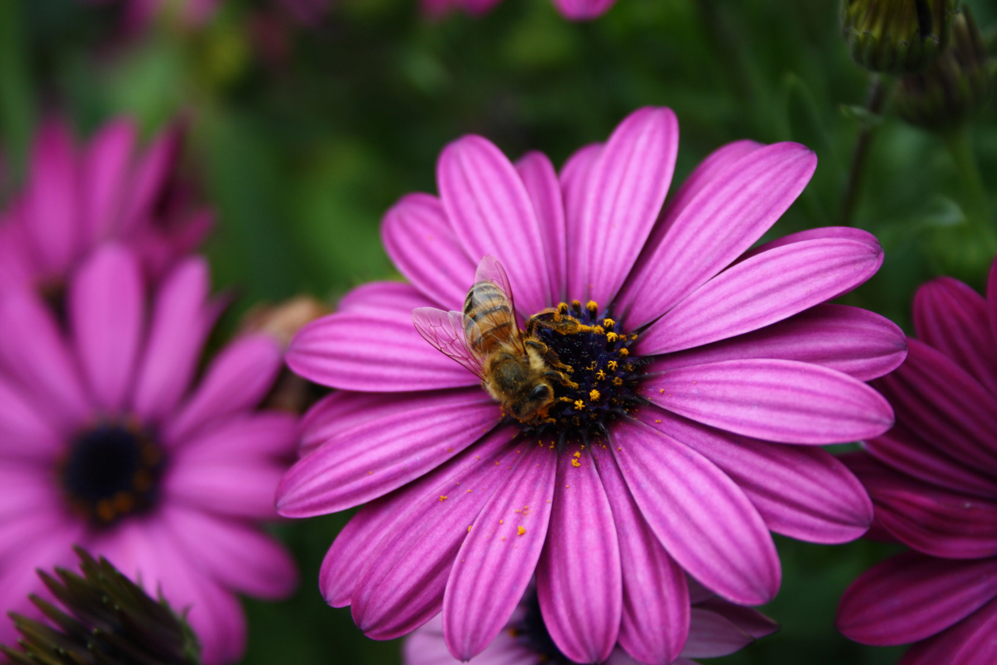 Canon EF-S 18-55mm F3.5-5.6 II sample photo. Bee on flower 2 photography