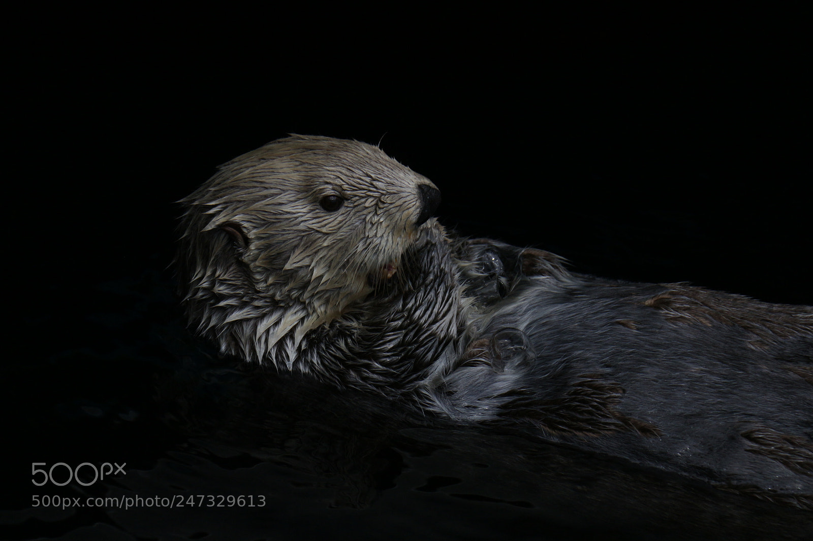 Canon EOS 700D (EOS Rebel T5i / EOS Kiss X7i) sample photo. Otter chilling in the photography
