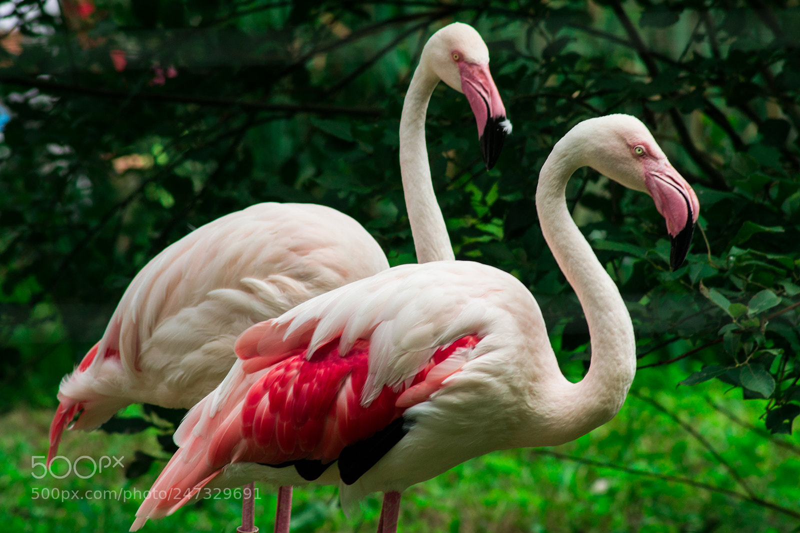 Nikon D3100 sample photo. Two flamingos photography