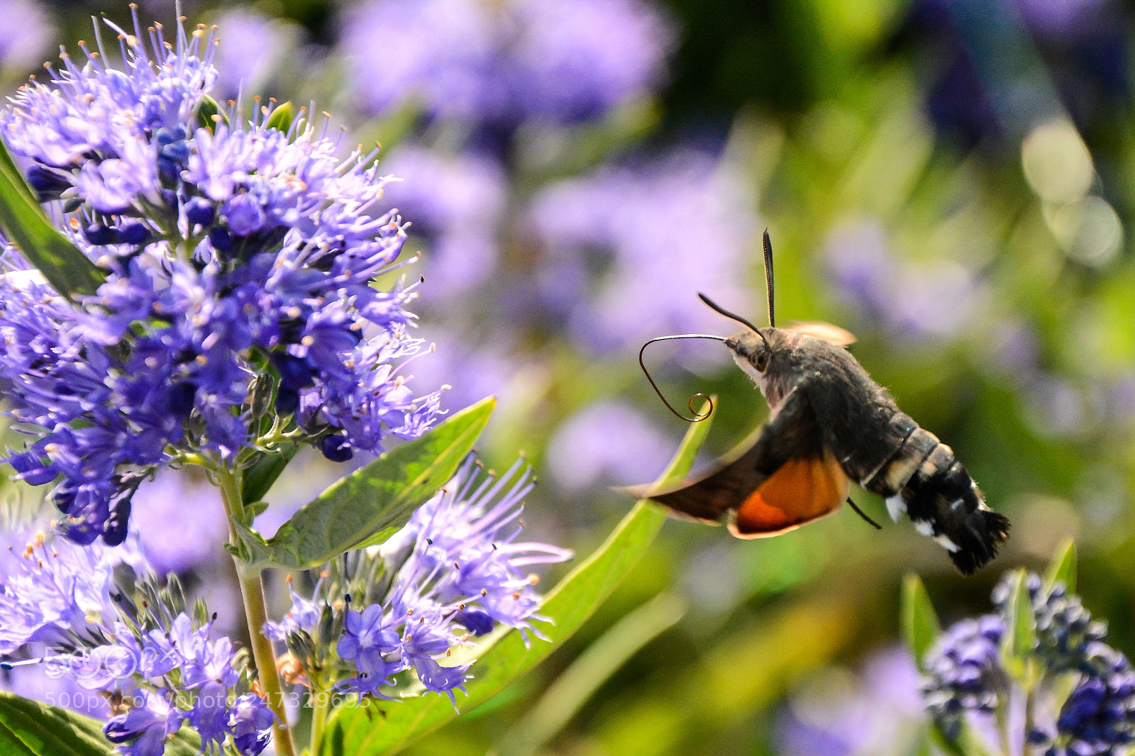 Nikon D7100 sample photo. Macroglossum stellatarum photography