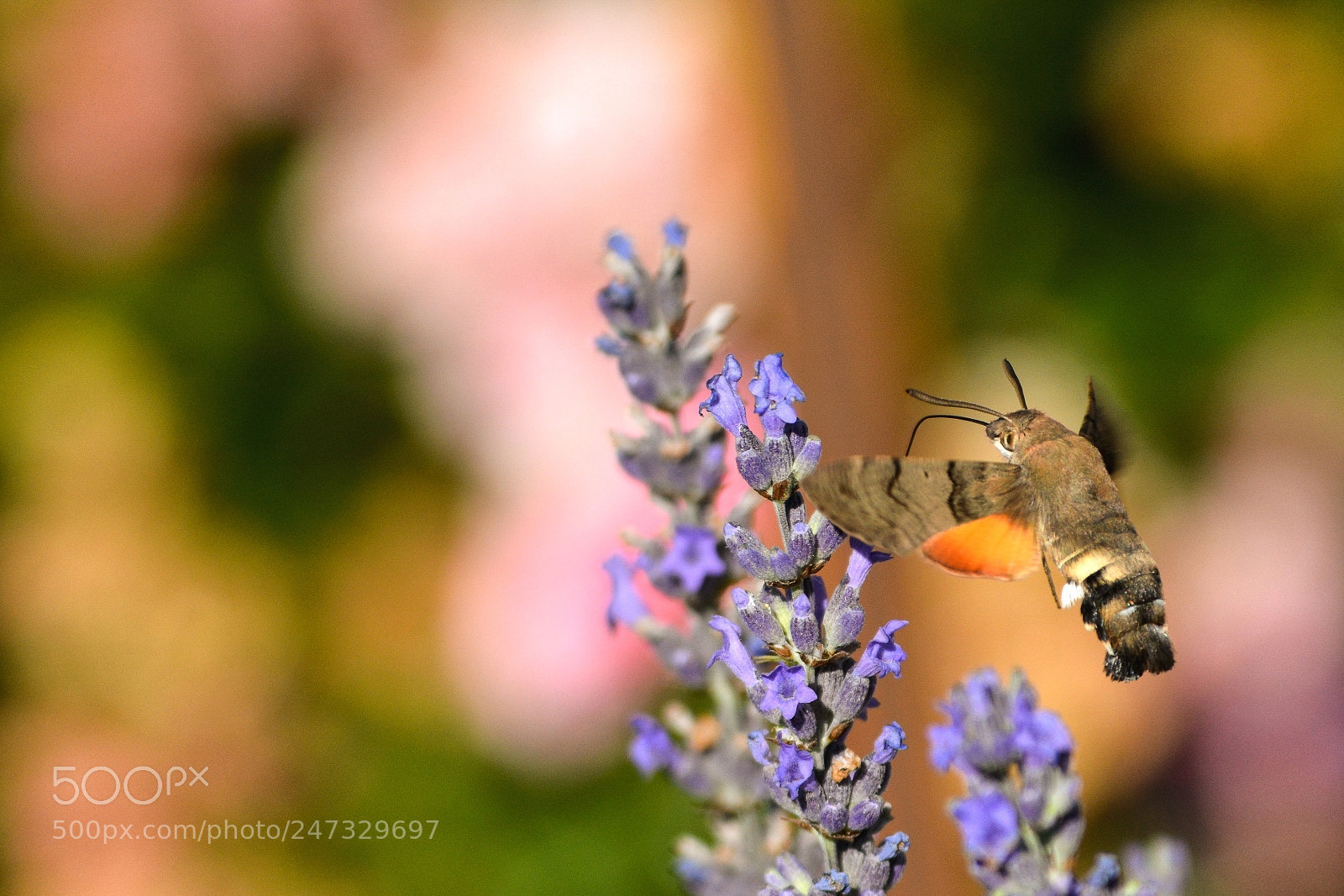 Nikon D7100 sample photo. Macroglossum stellatarum photography