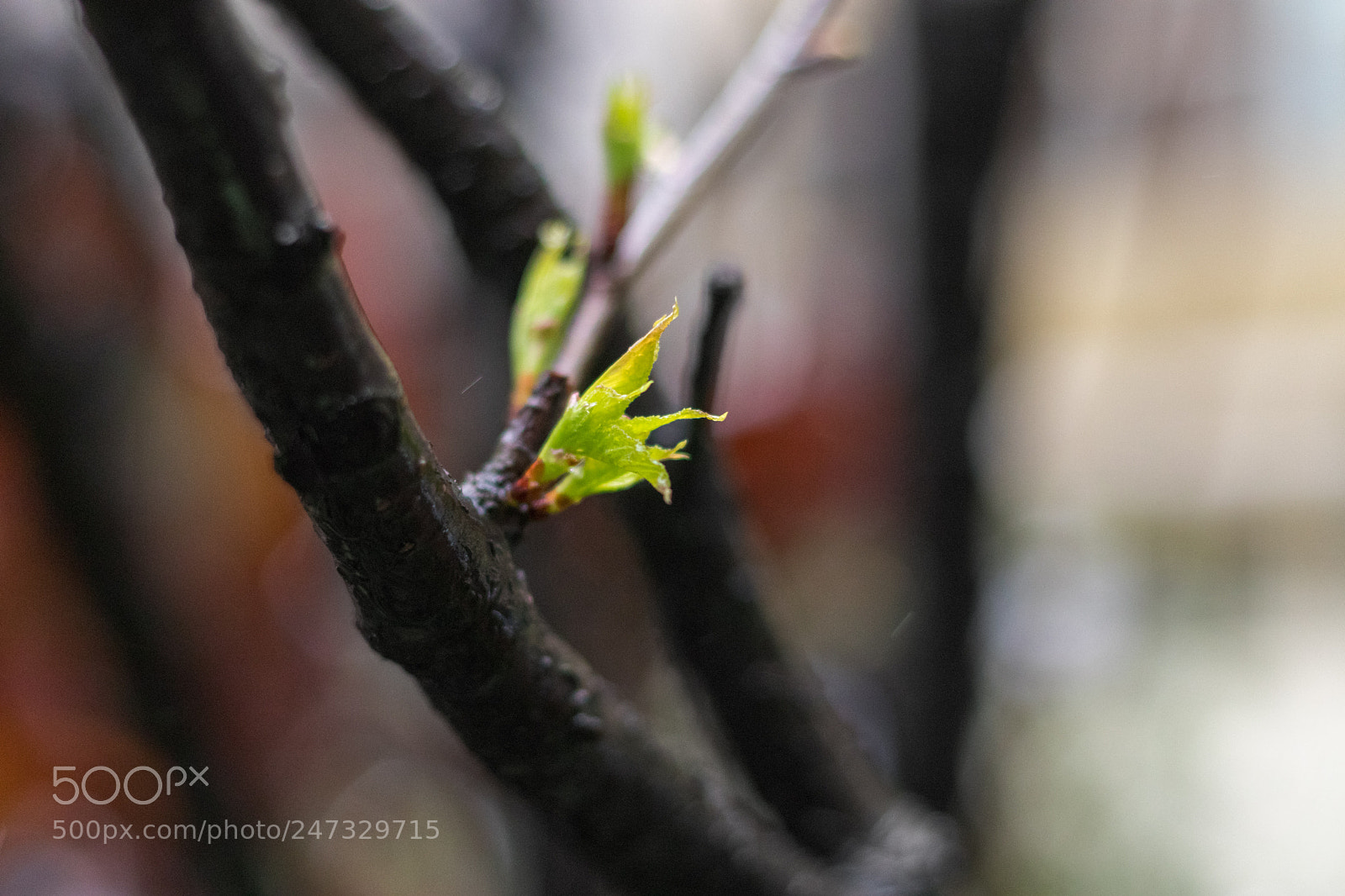 Canon EOS 80D sample photo. *** photography