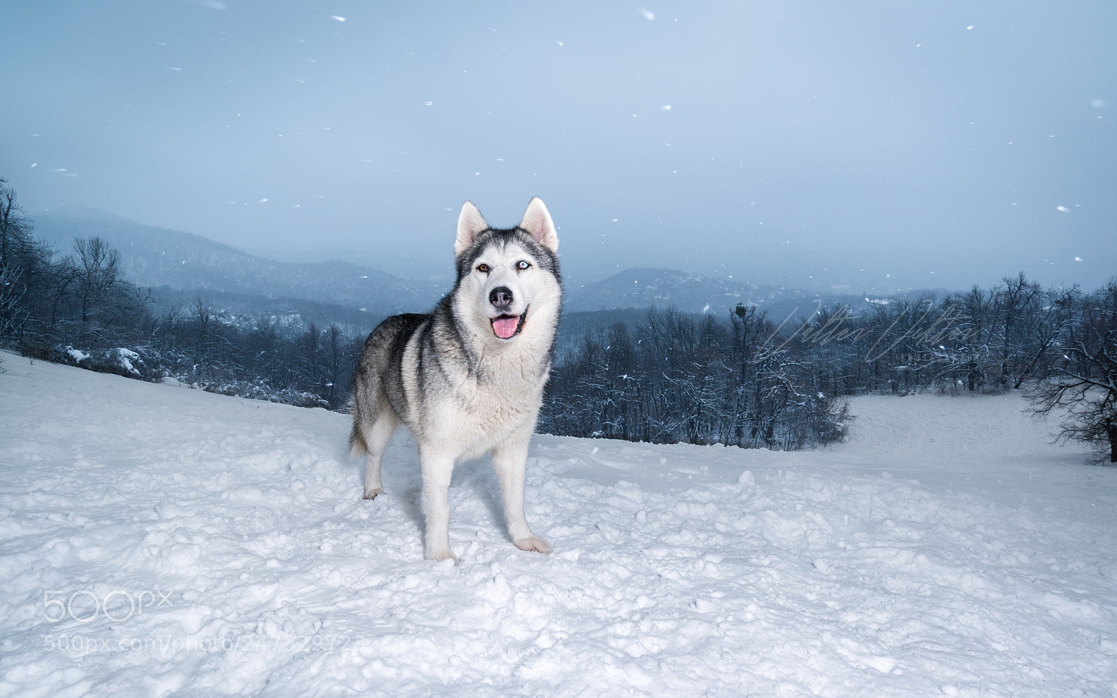 Nikon D610 sample photo. Frozen harmony photography