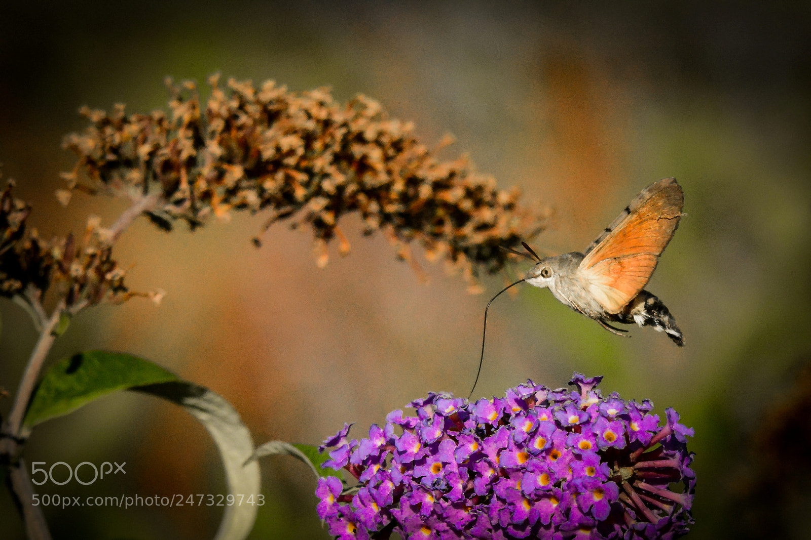 Nikon D7100 sample photo. Macroglossum stellatarum photography
