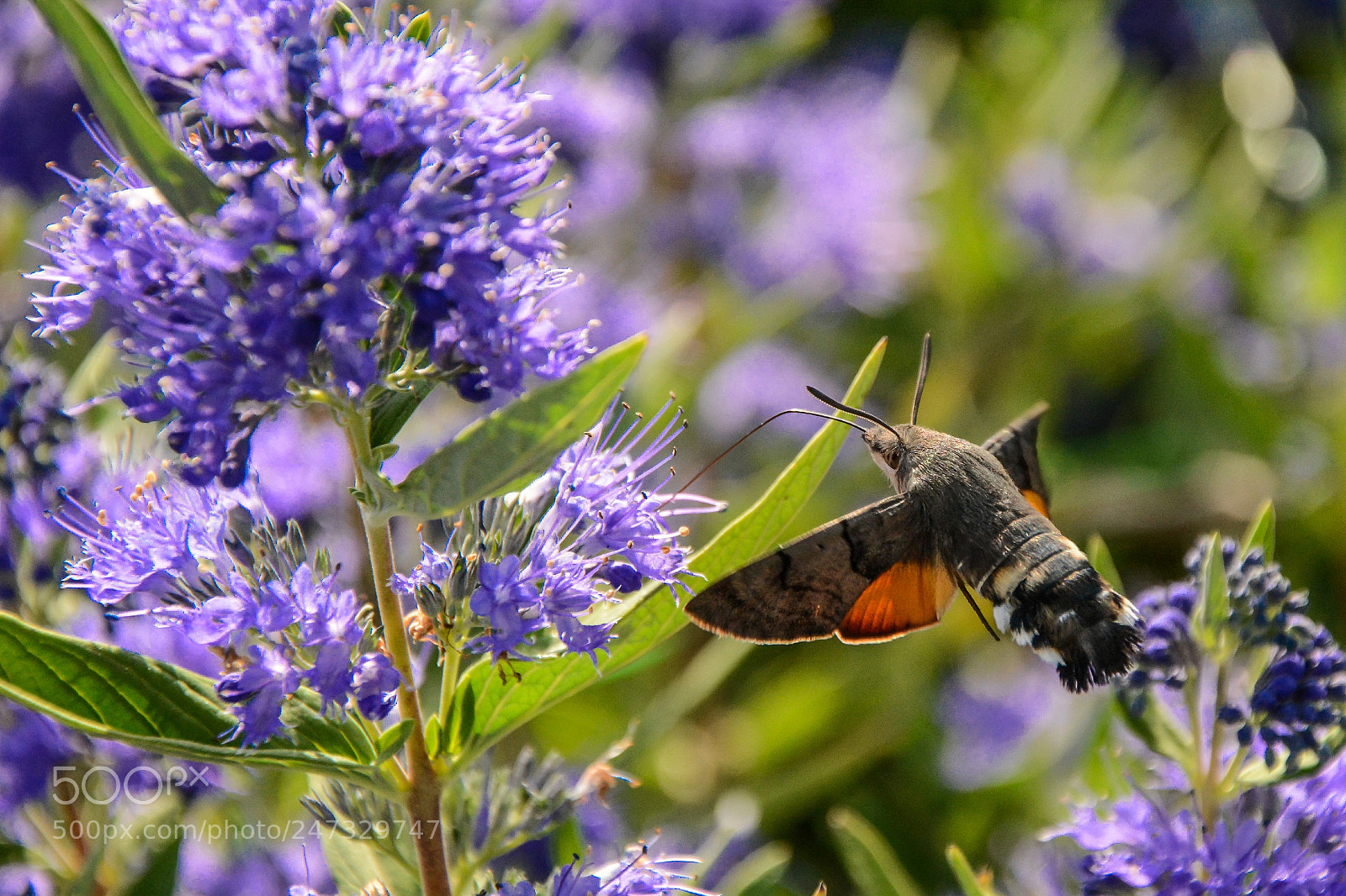 Nikon D7100 sample photo. Macroglossum stellatarum photography