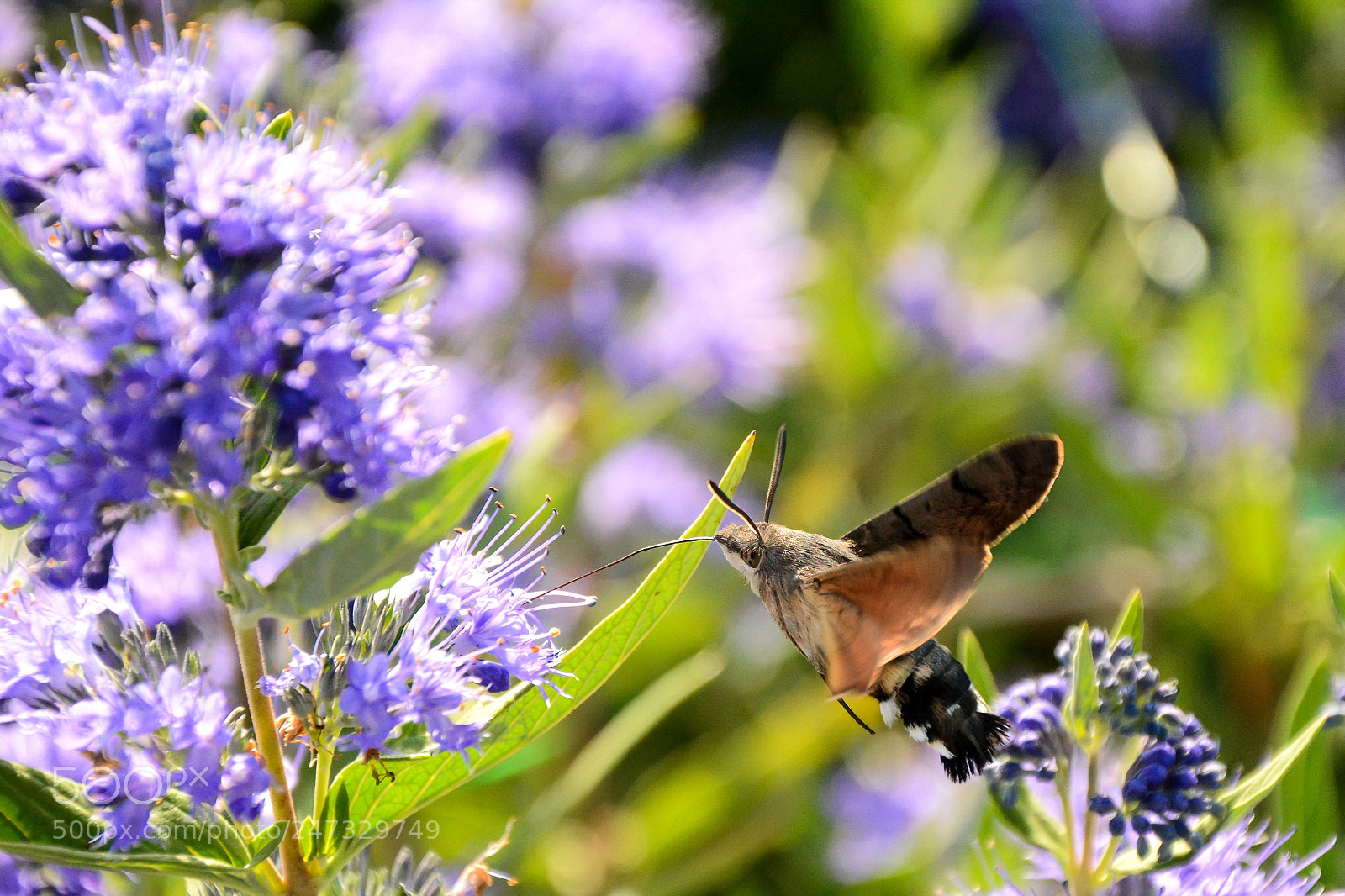 Nikon D7100 sample photo. Macroglossum stellatarum photography