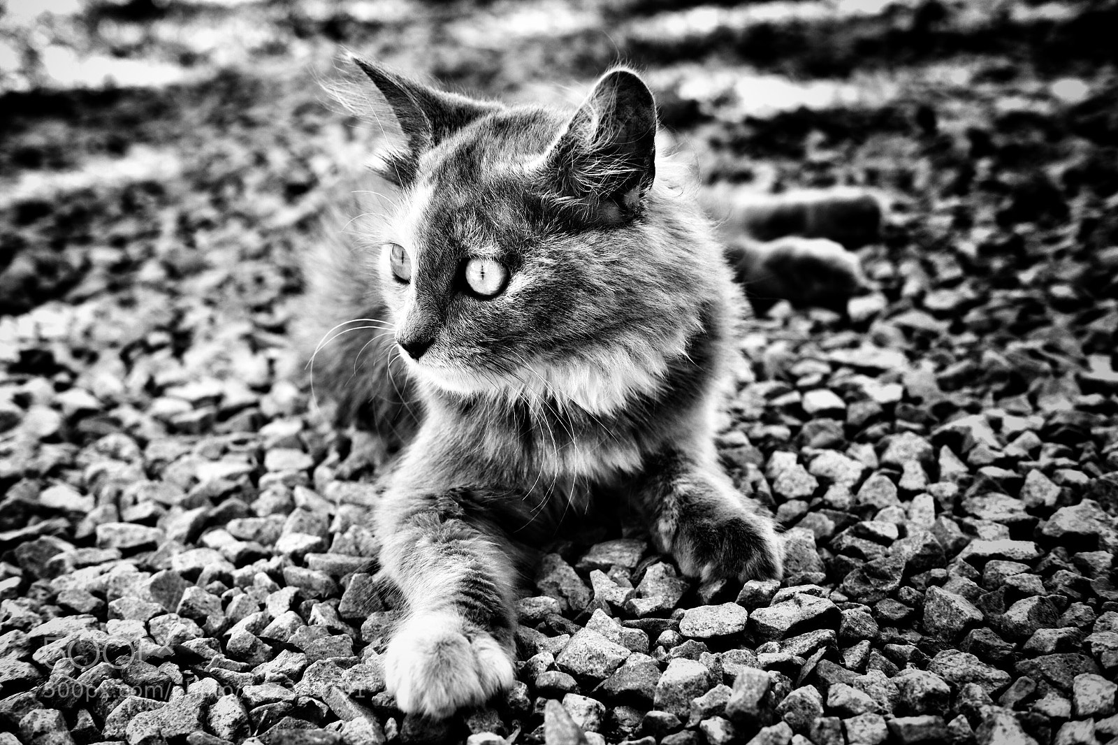 Fujifilm X-T10 sample photo. Untitled photography