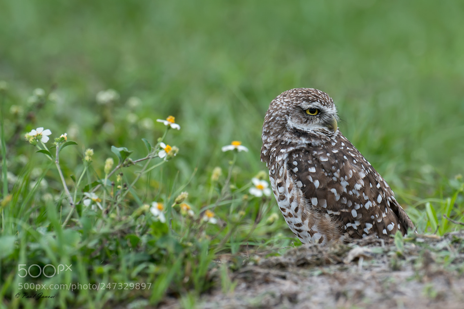 Nikon D800 sample photo. Burrowing owl photography