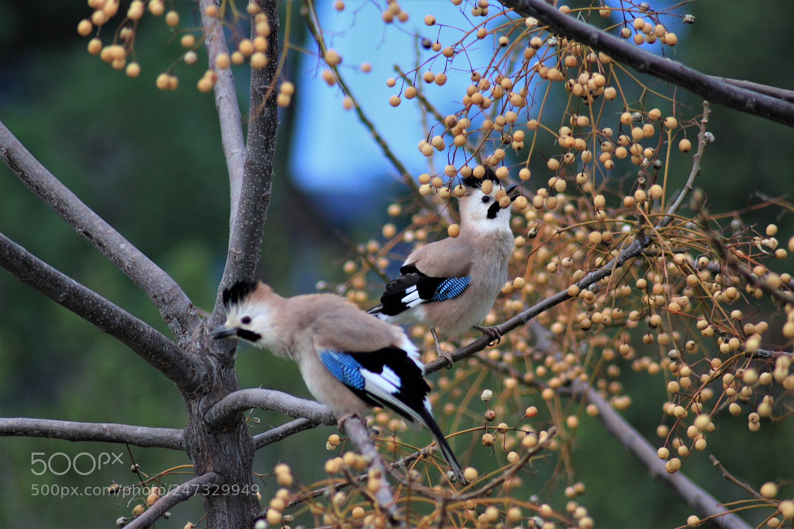 Canon EOS 700D (EOS Rebel T5i / EOS Kiss X7i) sample photo. Garullus on a tree photography