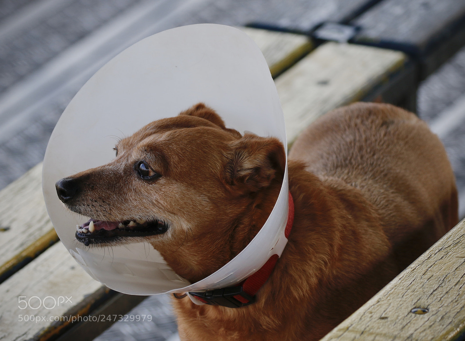 Canon EOS 7D Mark II sample photo. A cup of dog photography