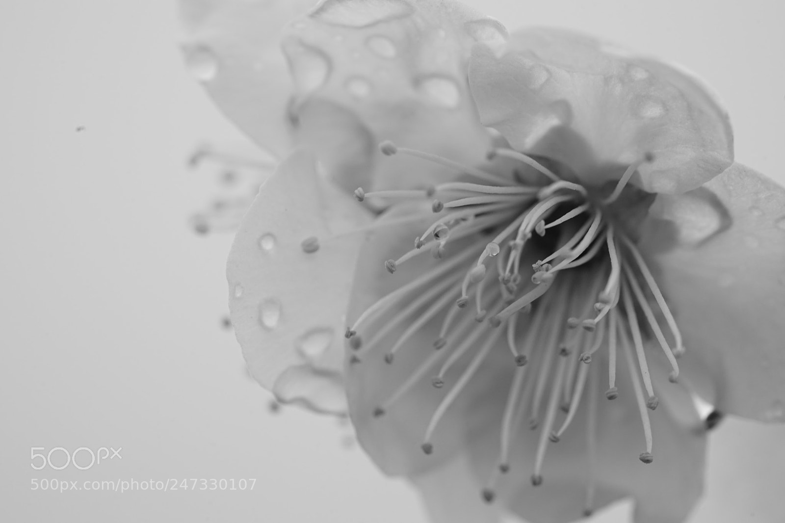 Sony a7 II sample photo. Plum flower photography