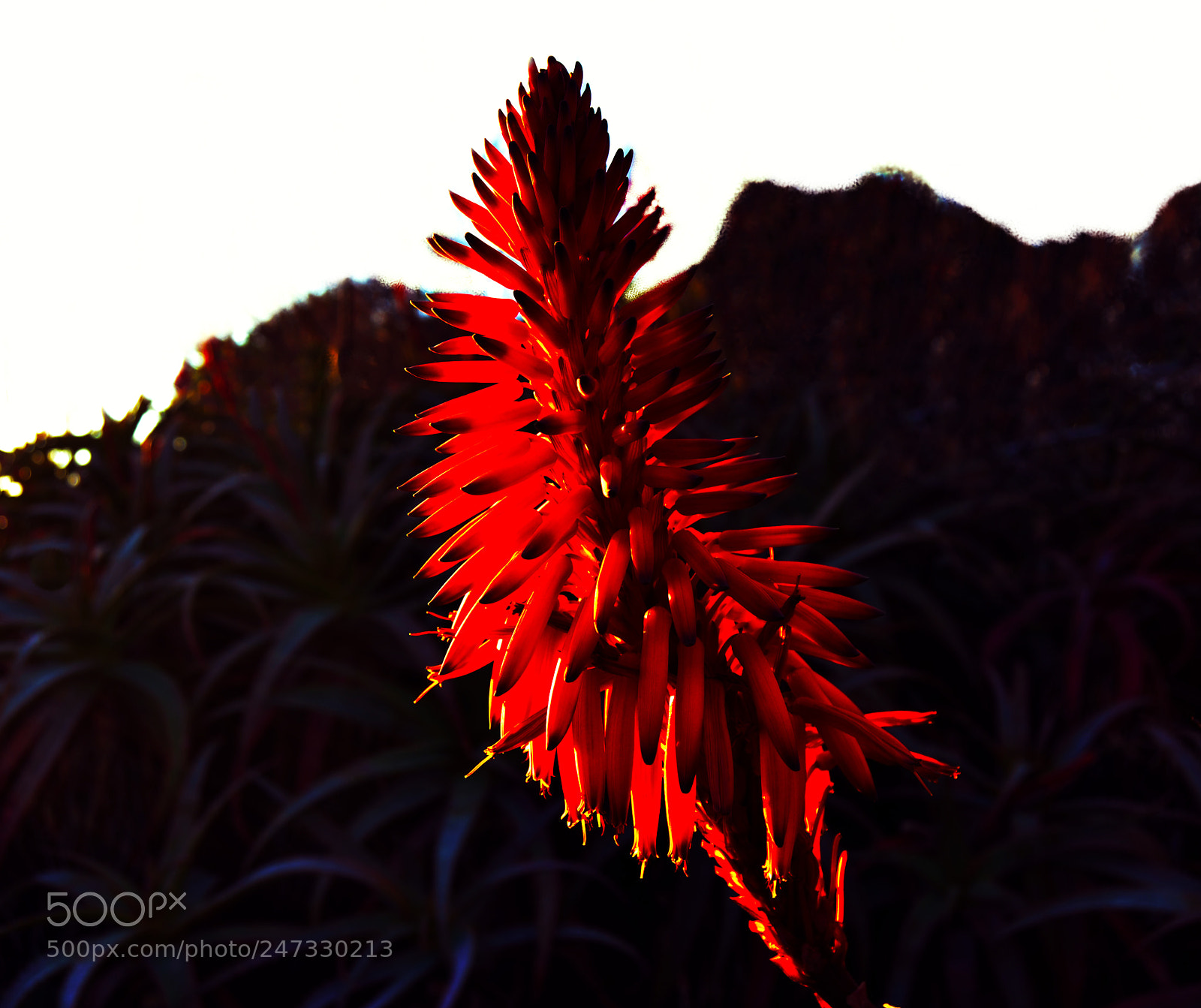 Nikon D3100 sample photo. Flor de aloe arborescens photography