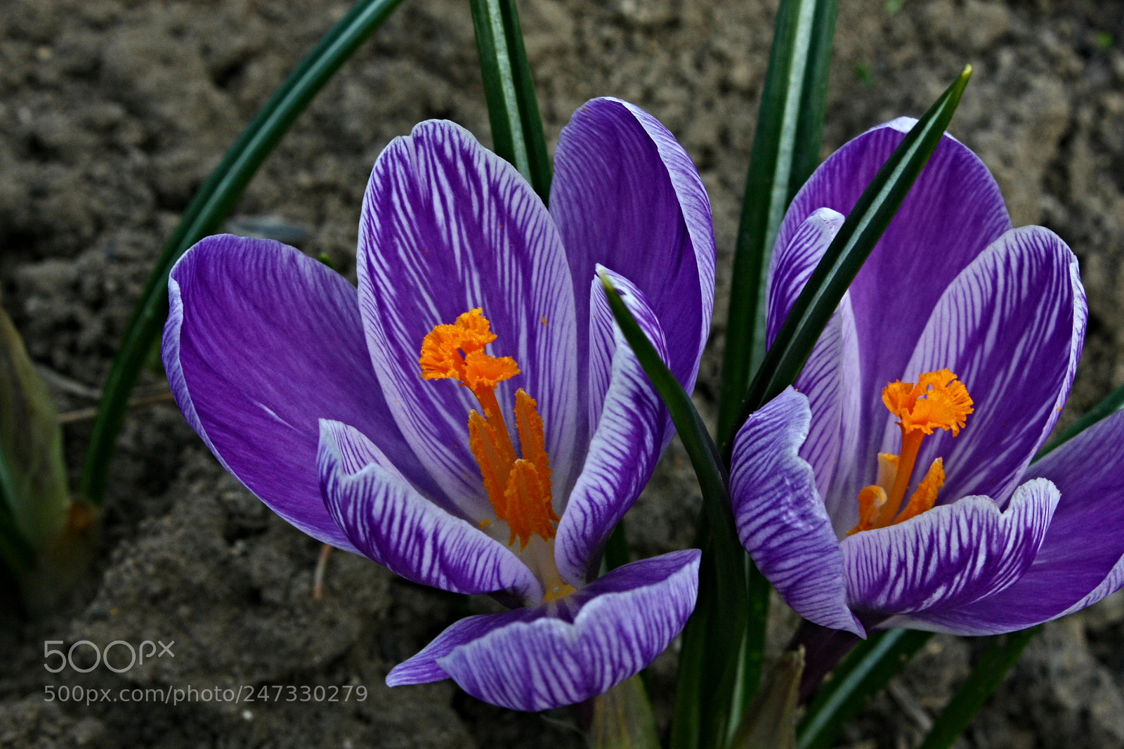 Canon EOS 450D (EOS Rebel XSi / EOS Kiss X2) sample photo. Crocus photography