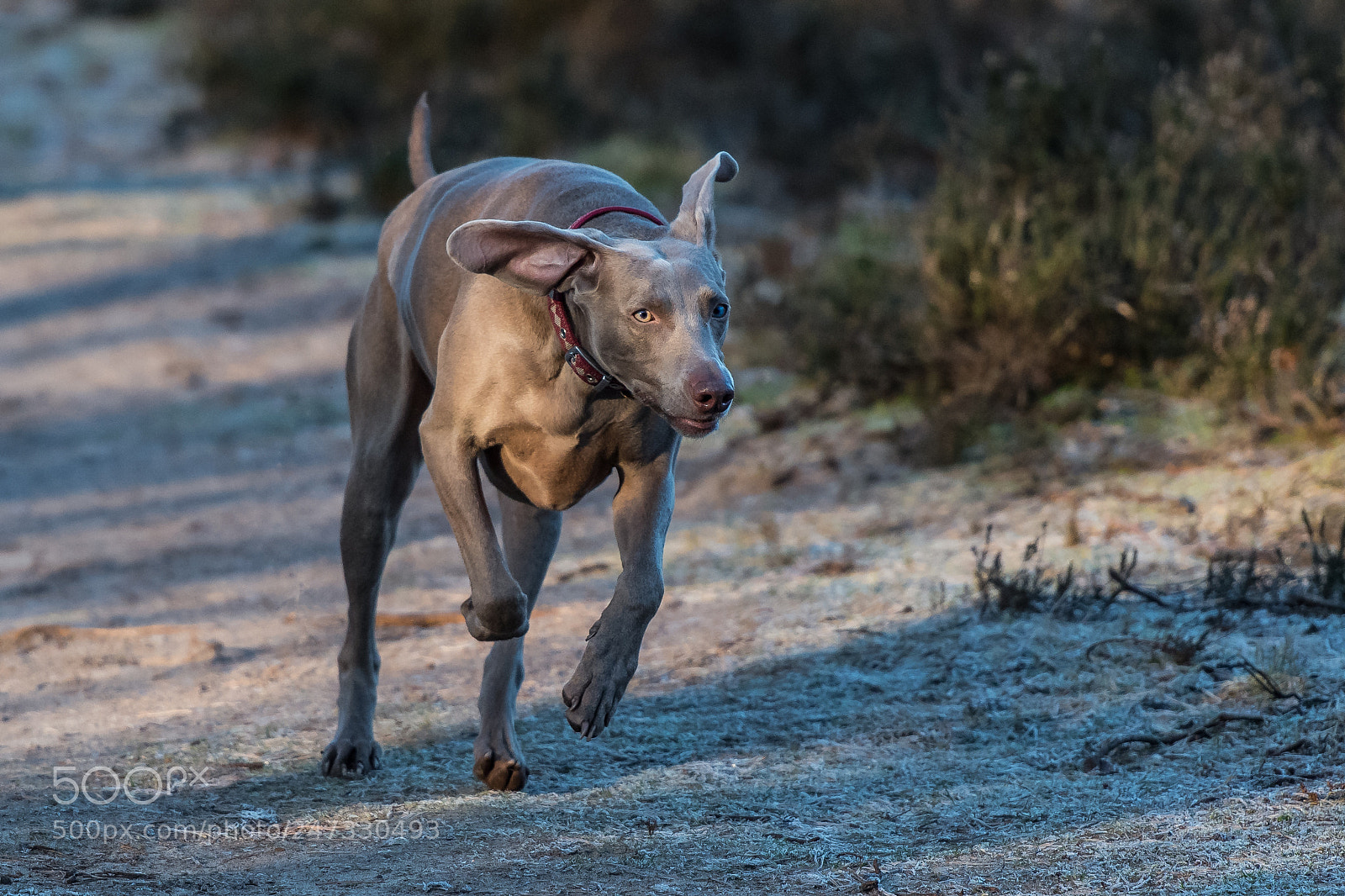 Nikon D850 sample photo. Learning to fly! photography