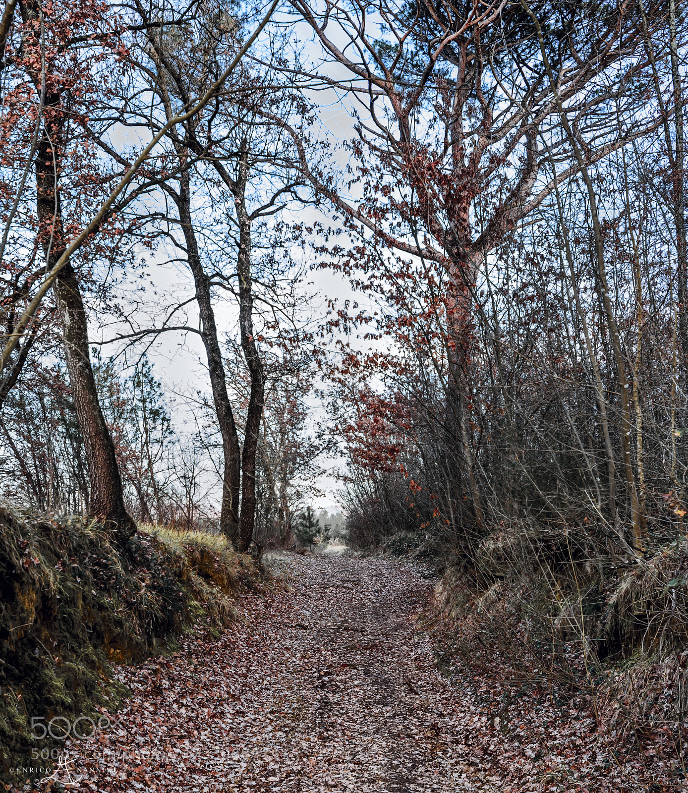 Nikon D810 sample photo. Dead leaves photography
