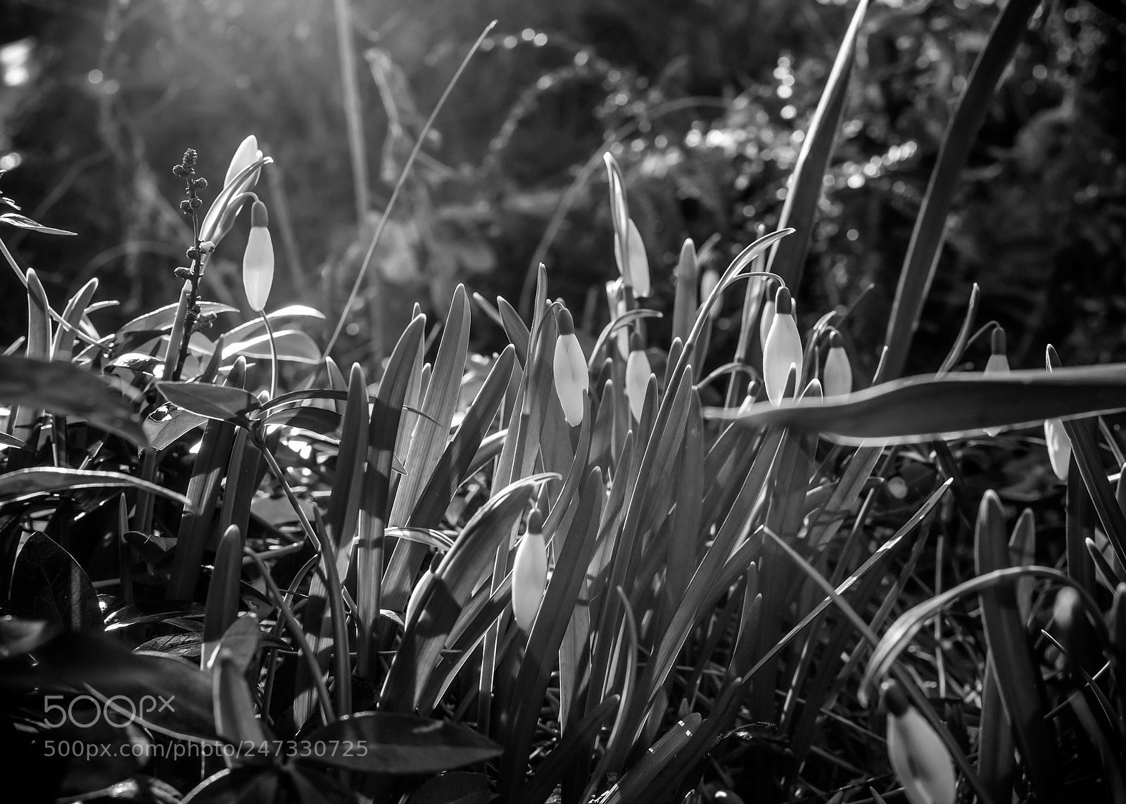 Leica Q (Typ 116) sample photo. Snowdrops photography