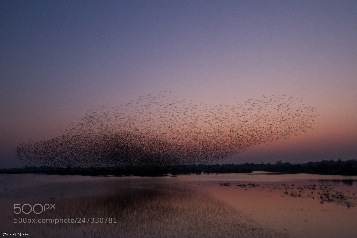 Canon EOS 7D sample photo. Etourneau sansonnet (sturnus vulgaris) photography