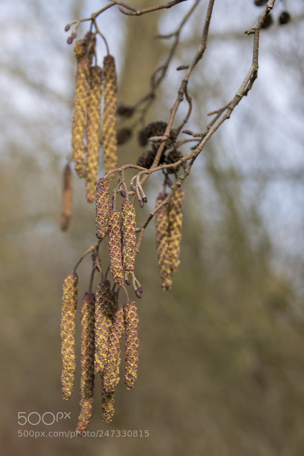 Canon EOS 7D Mark II sample photo. Tree photography