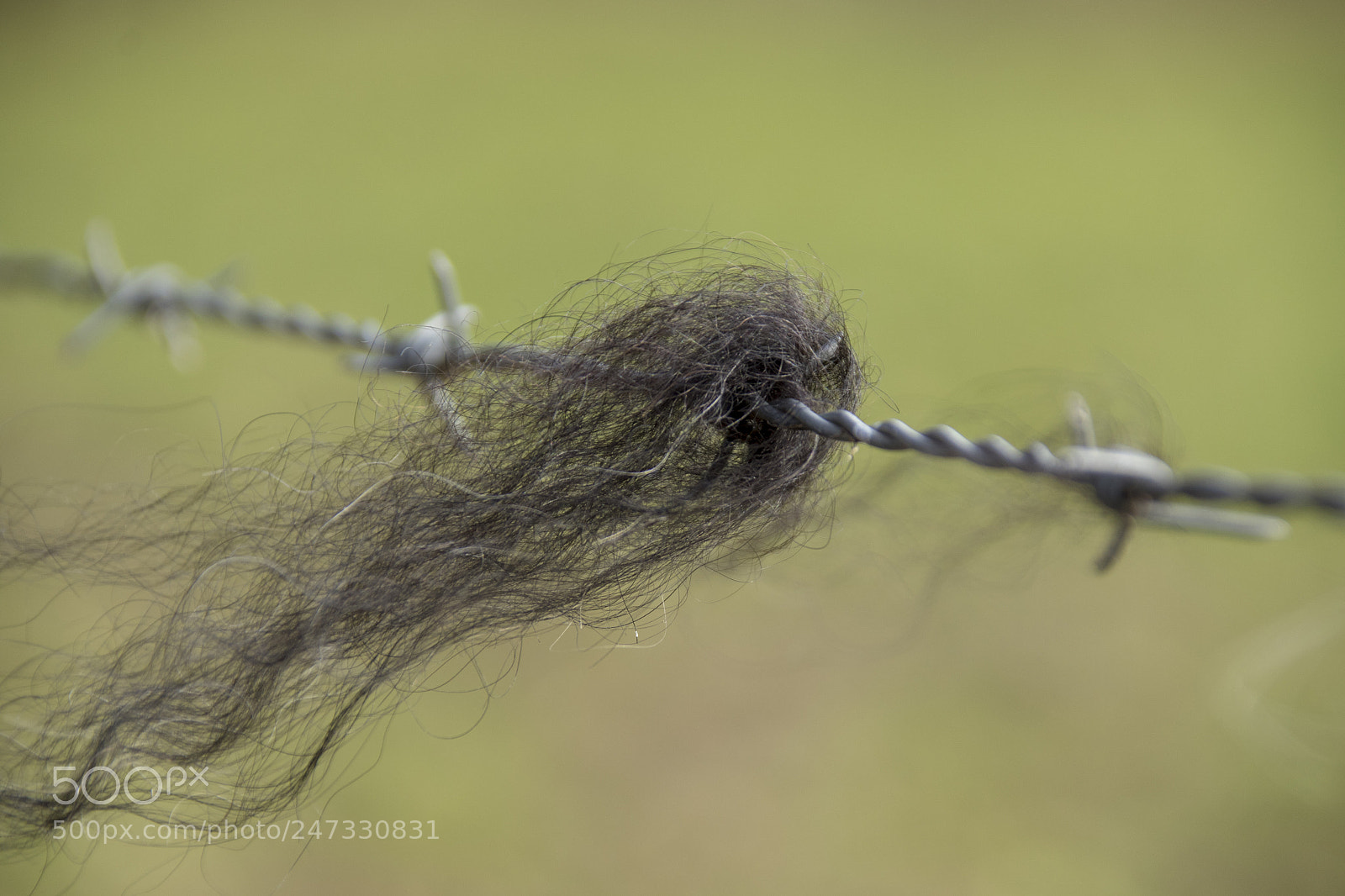 Canon EOS 7D Mark II sample photo. Barbed wire photography