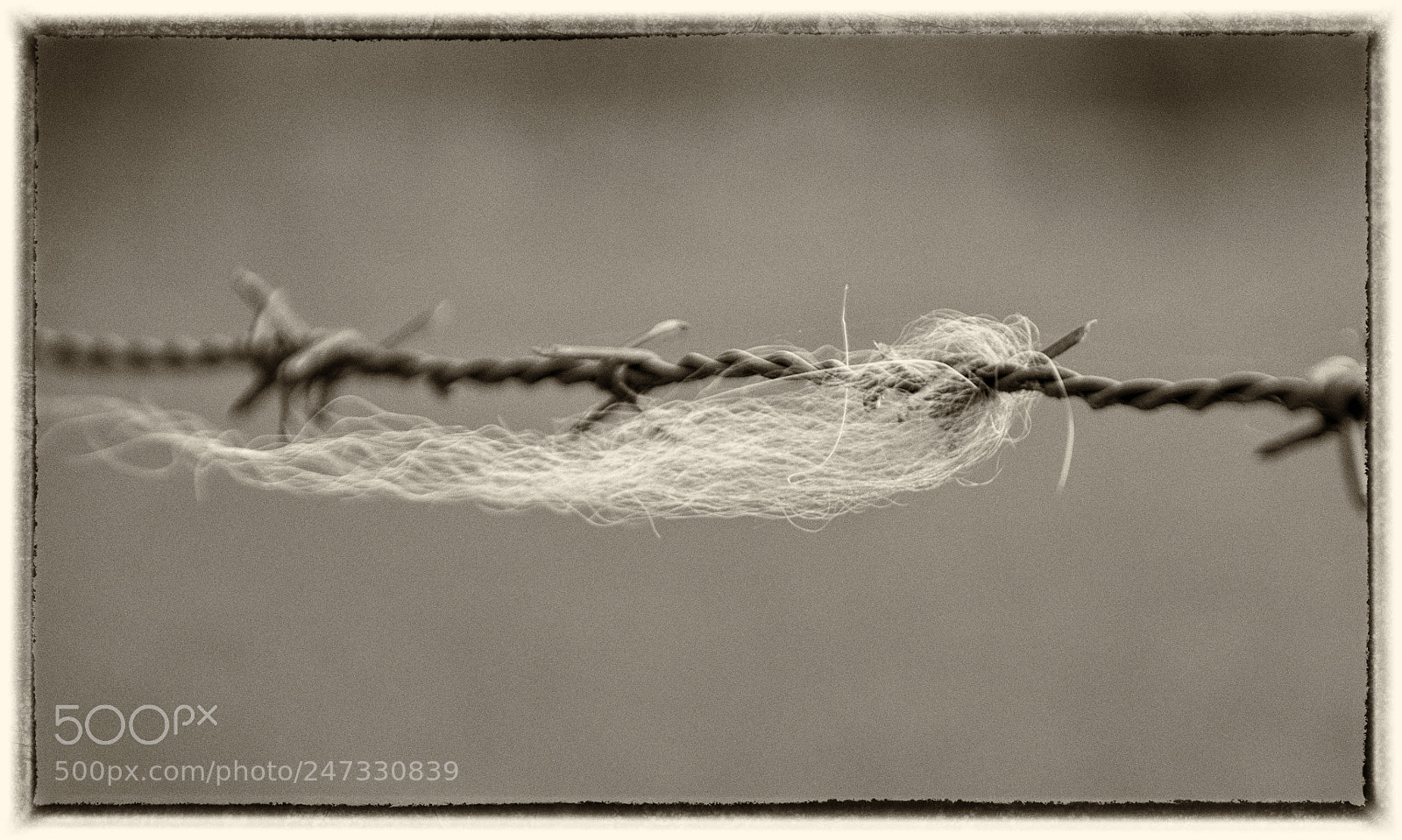 Canon EOS 7D Mark II sample photo. Barbed wire photography