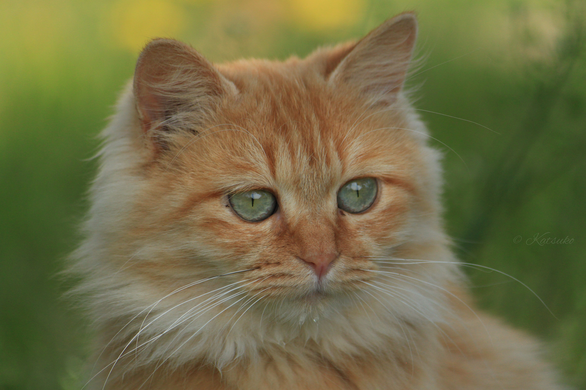 Canon EOS 500D (EOS Rebel T1i / EOS Kiss X3) sample photo. ⭐️茶トラ 猫 photography