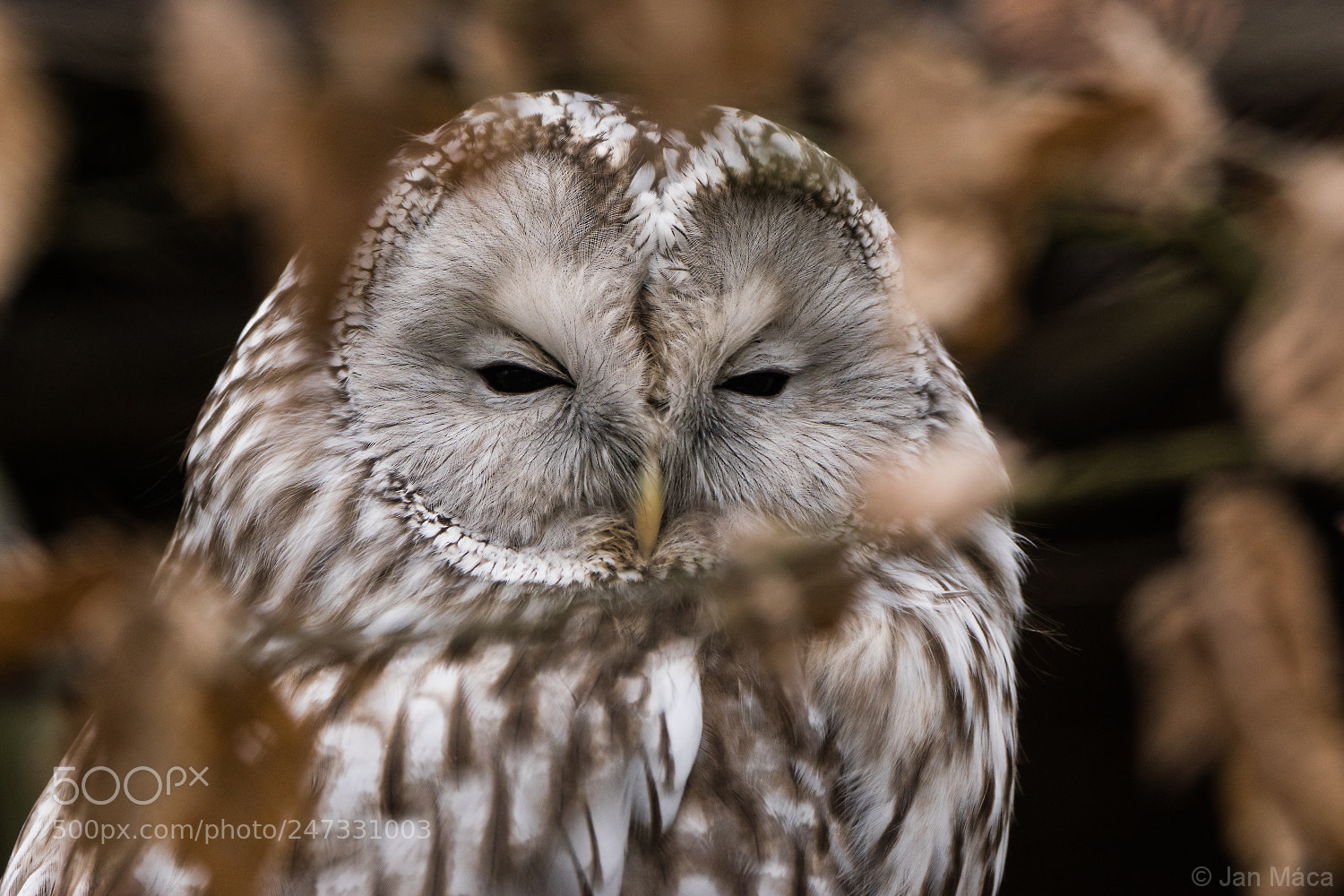 Sony ILCA-77M2 sample photo. Ural owl photography