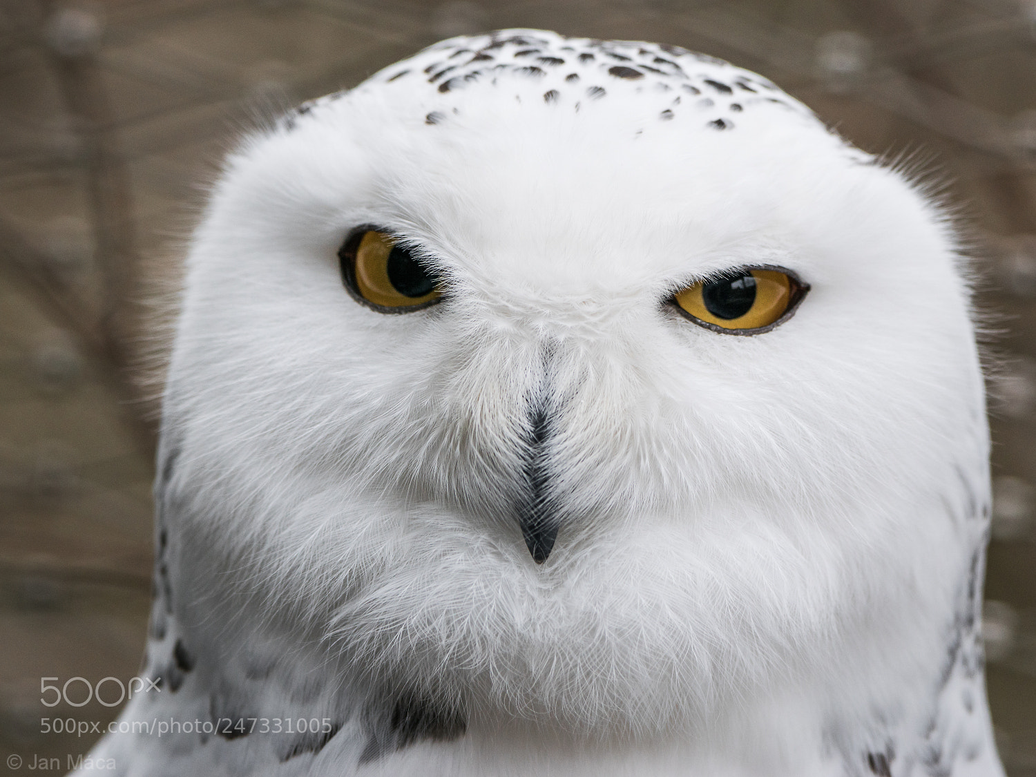 Sony ILCA-77M2 sample photo. Snowy owl photography