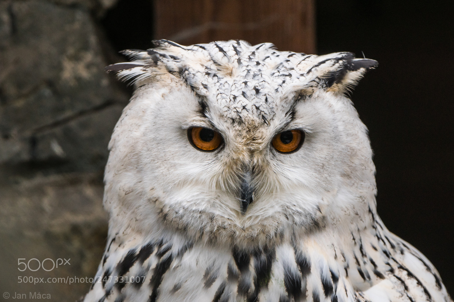 Sony ILCA-77M2 sample photo. Western siberian eagle-owl photography