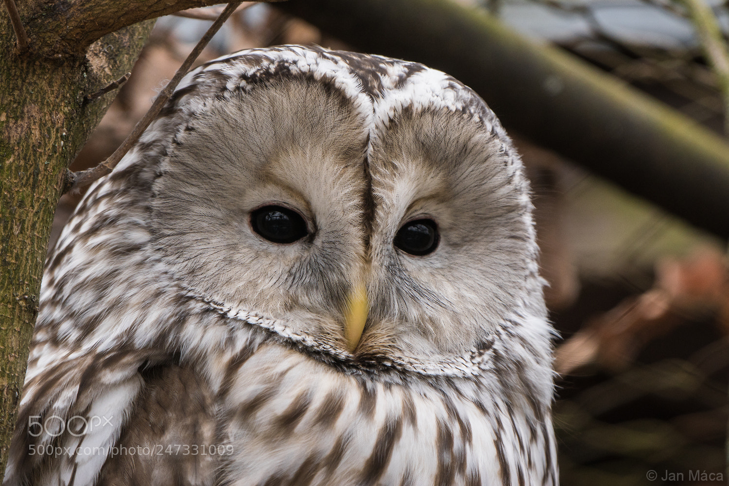 Sony ILCA-77M2 sample photo. Ural owl photography