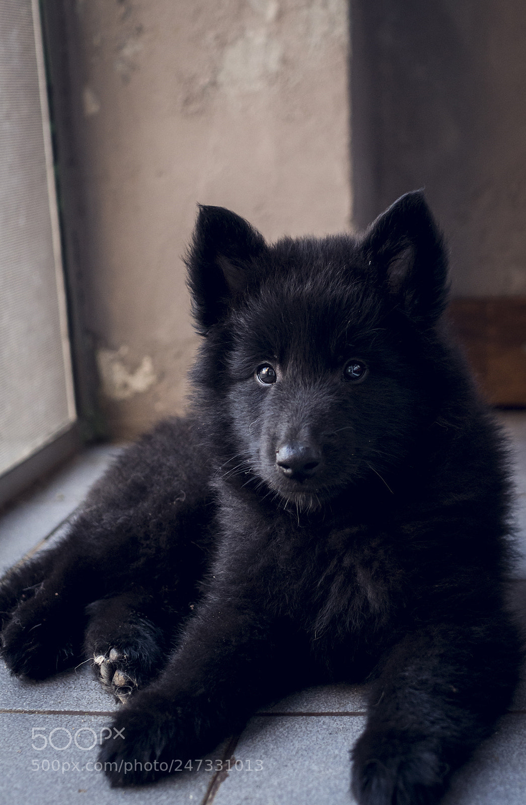 Olympus OM-D E-M10 II sample photo. Belgian shepherd. photography