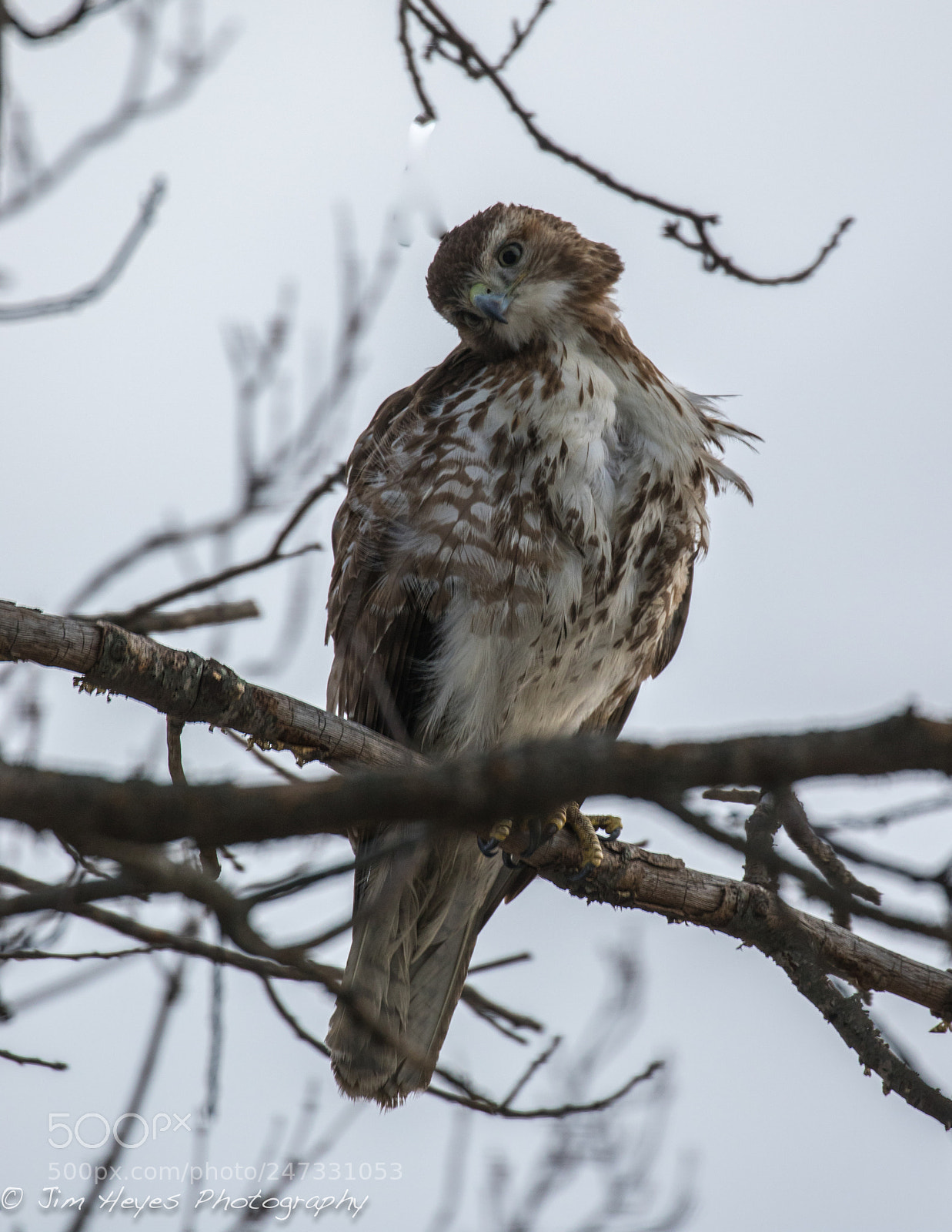 Canon EOS 7D Mark II sample photo. Curious red tail hawk photography